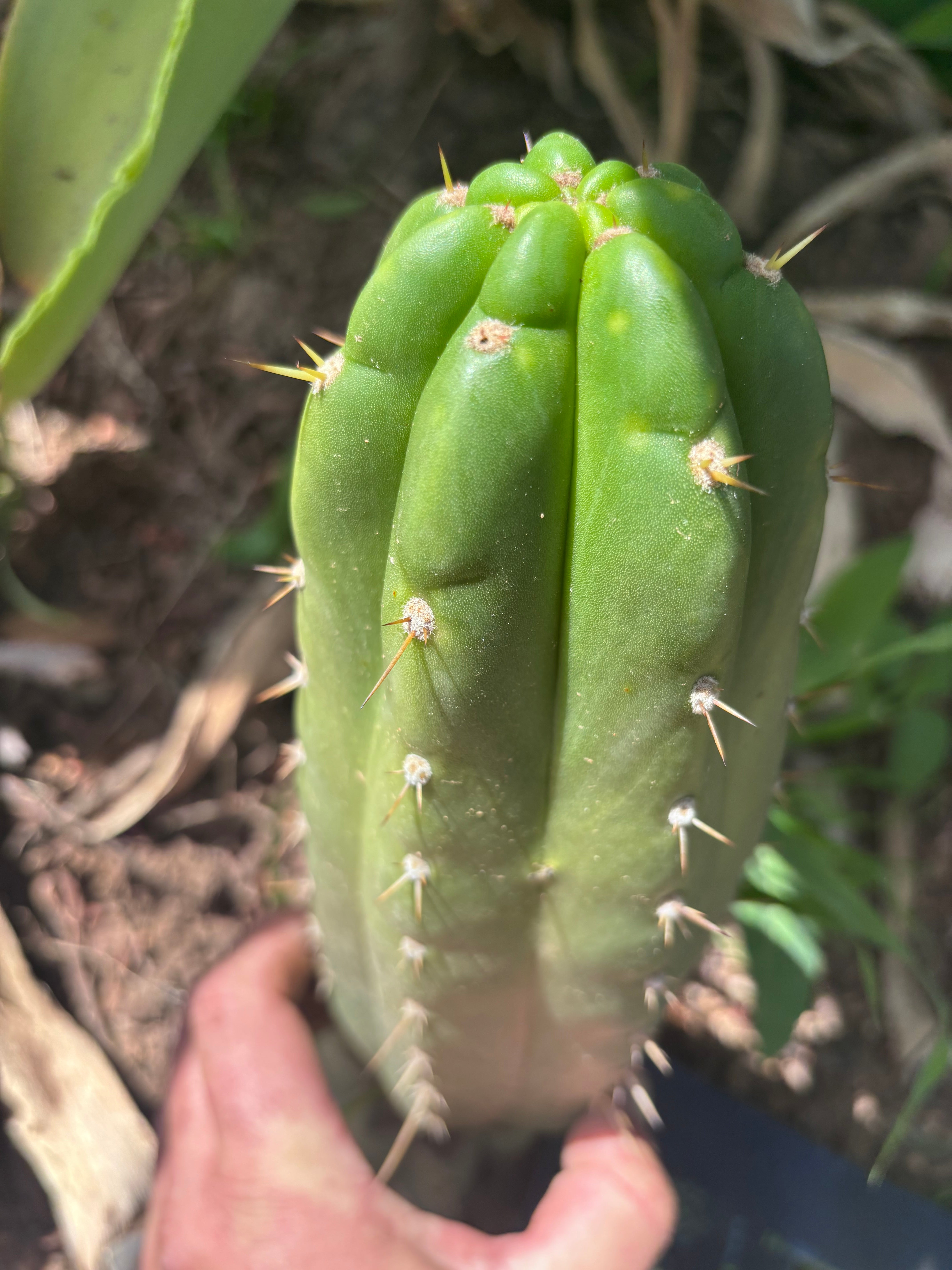 👑🌶️ Maranonensis — Thick 10” Pup
