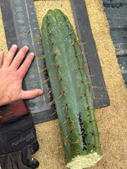 💎🌶️ SS02 x Yowie  — Massive 11” Tip