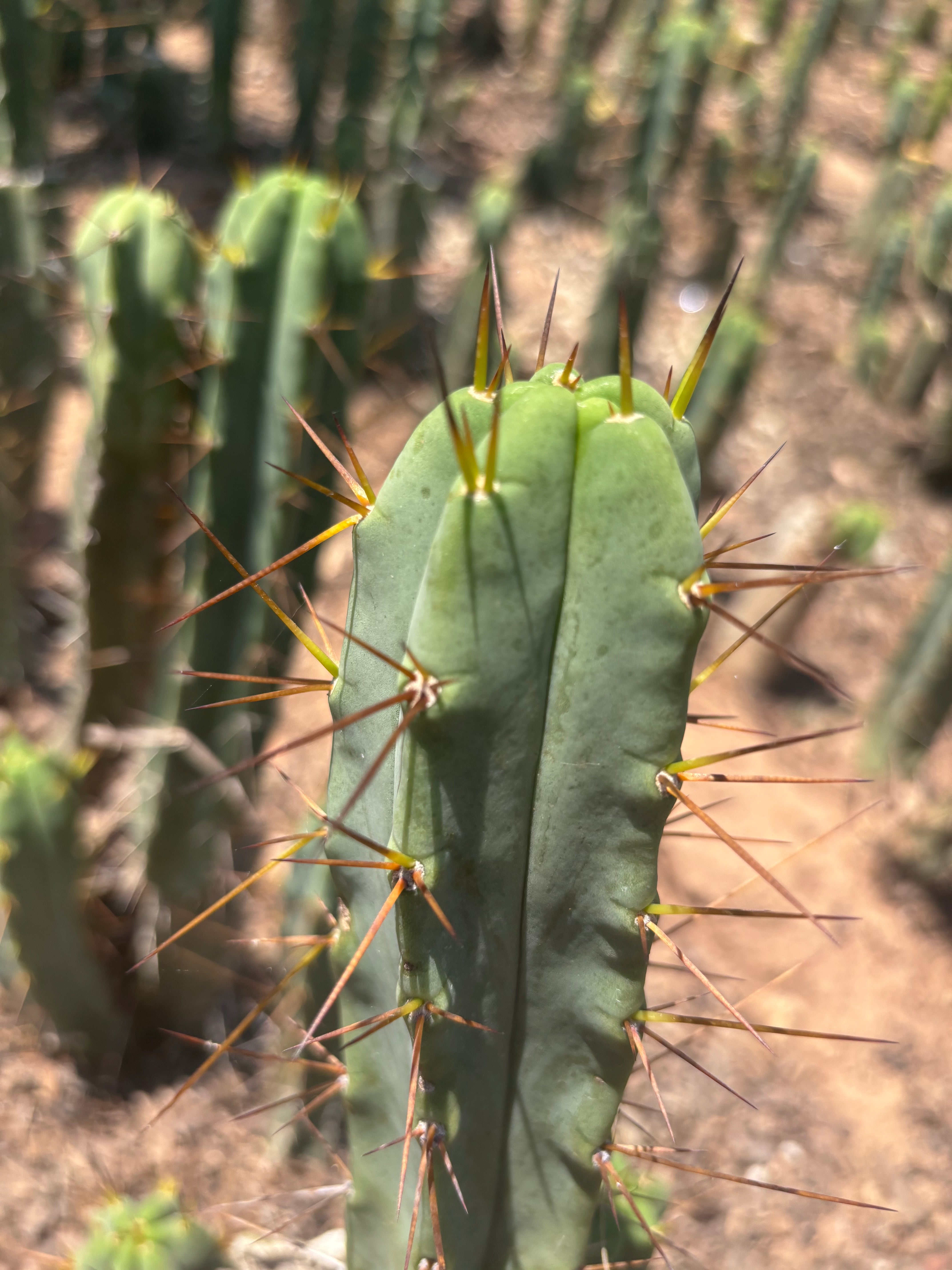 👑🌶️🌶️ Dulzura — 10” Tips (Sale!)