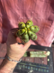 👑🌶️ Yowie — 24” Total