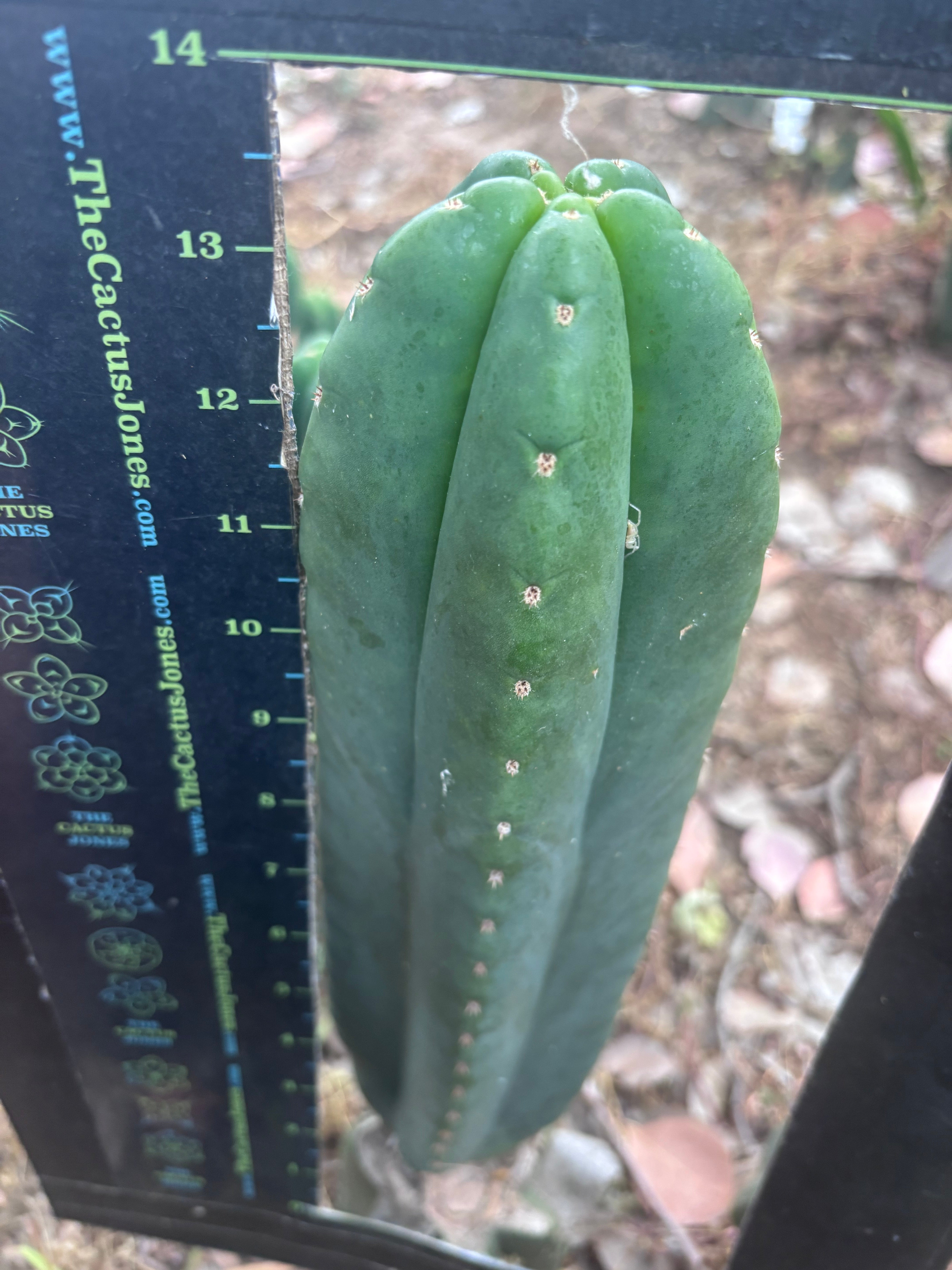 👑🌶️ Scop A — XL 13.5” Pup