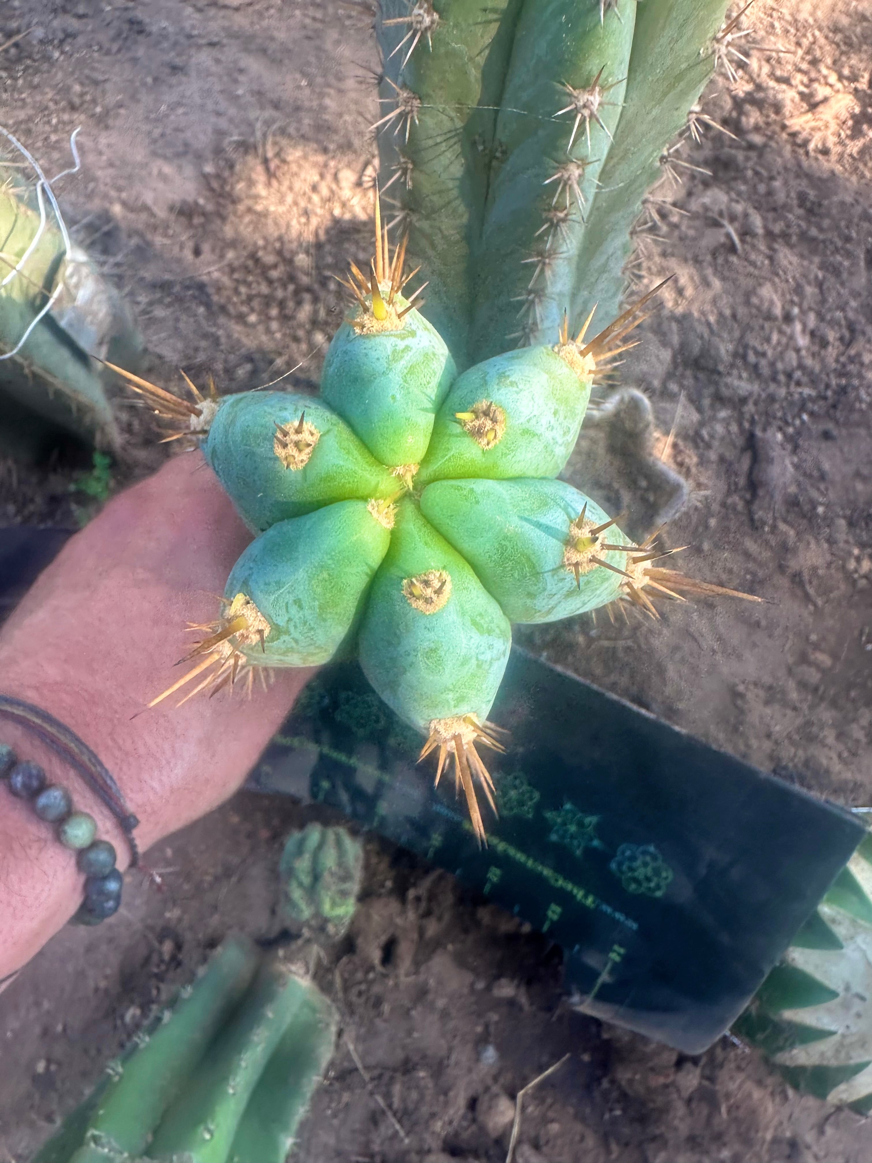 💎👑  Matucana Peru — 7.5” Pup