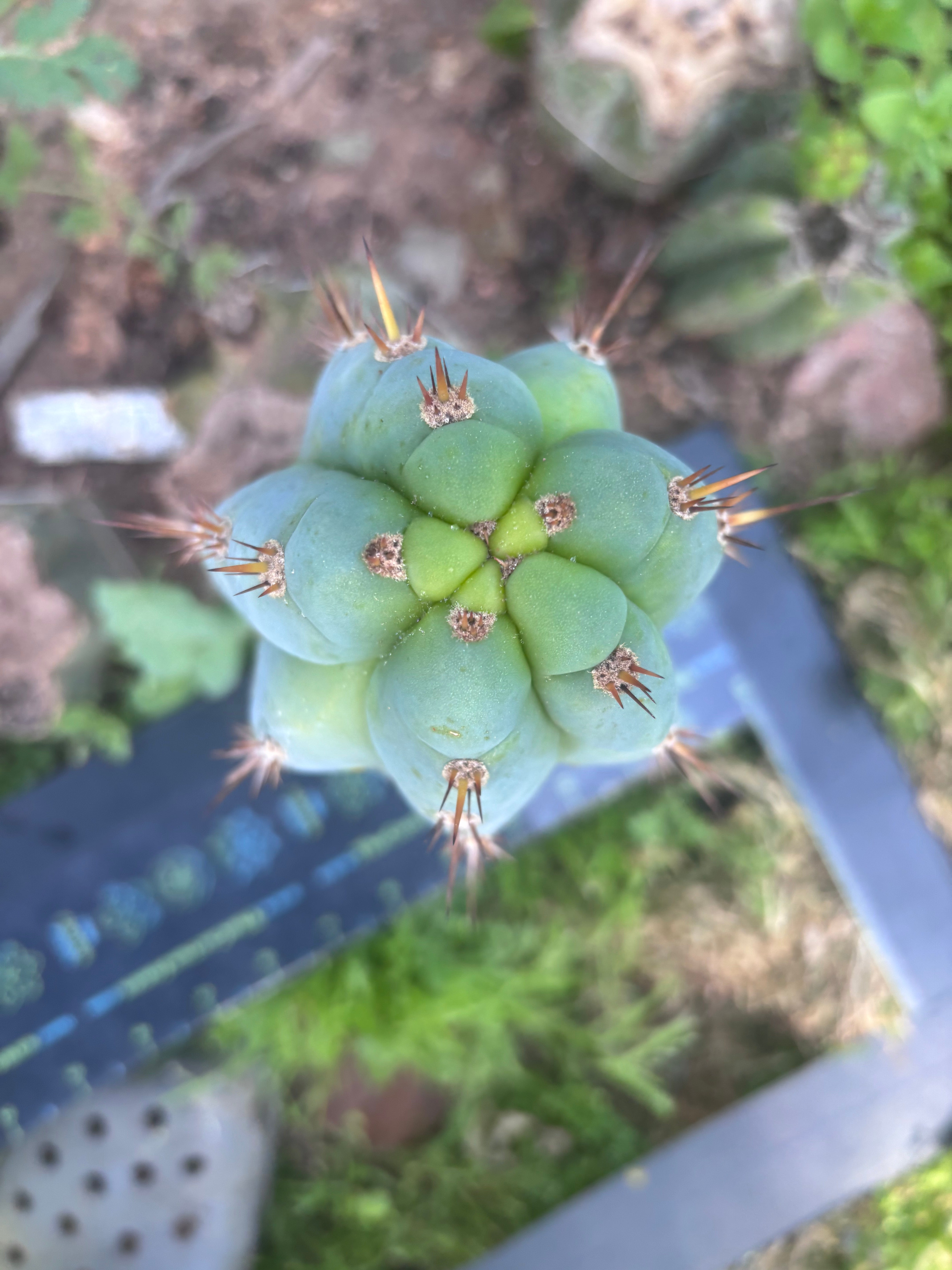 💎👑  Bart (Monassa Blue) — Fat 9” Pup