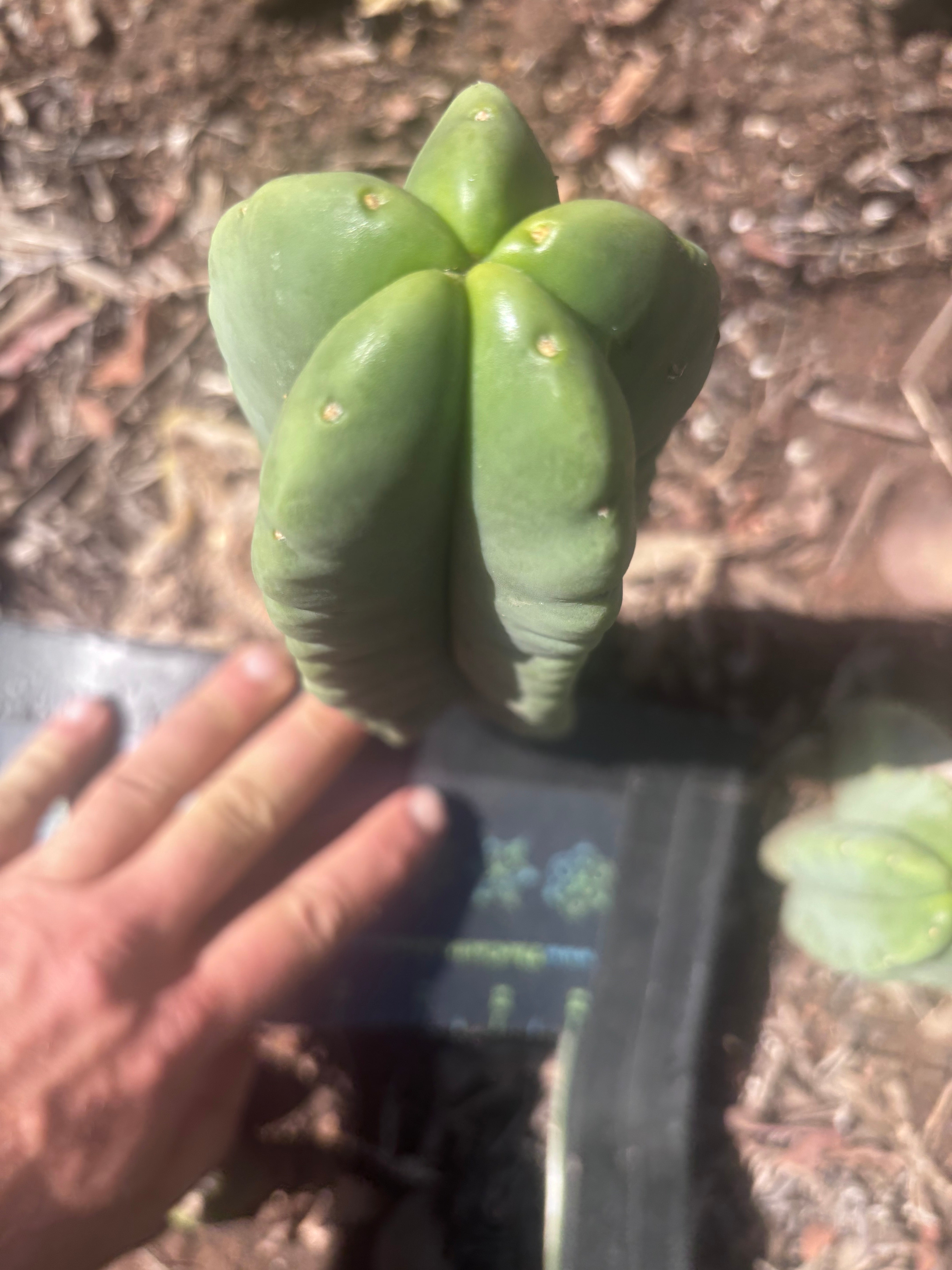 💎👑💎🌶️ Ferah — 8” Pup