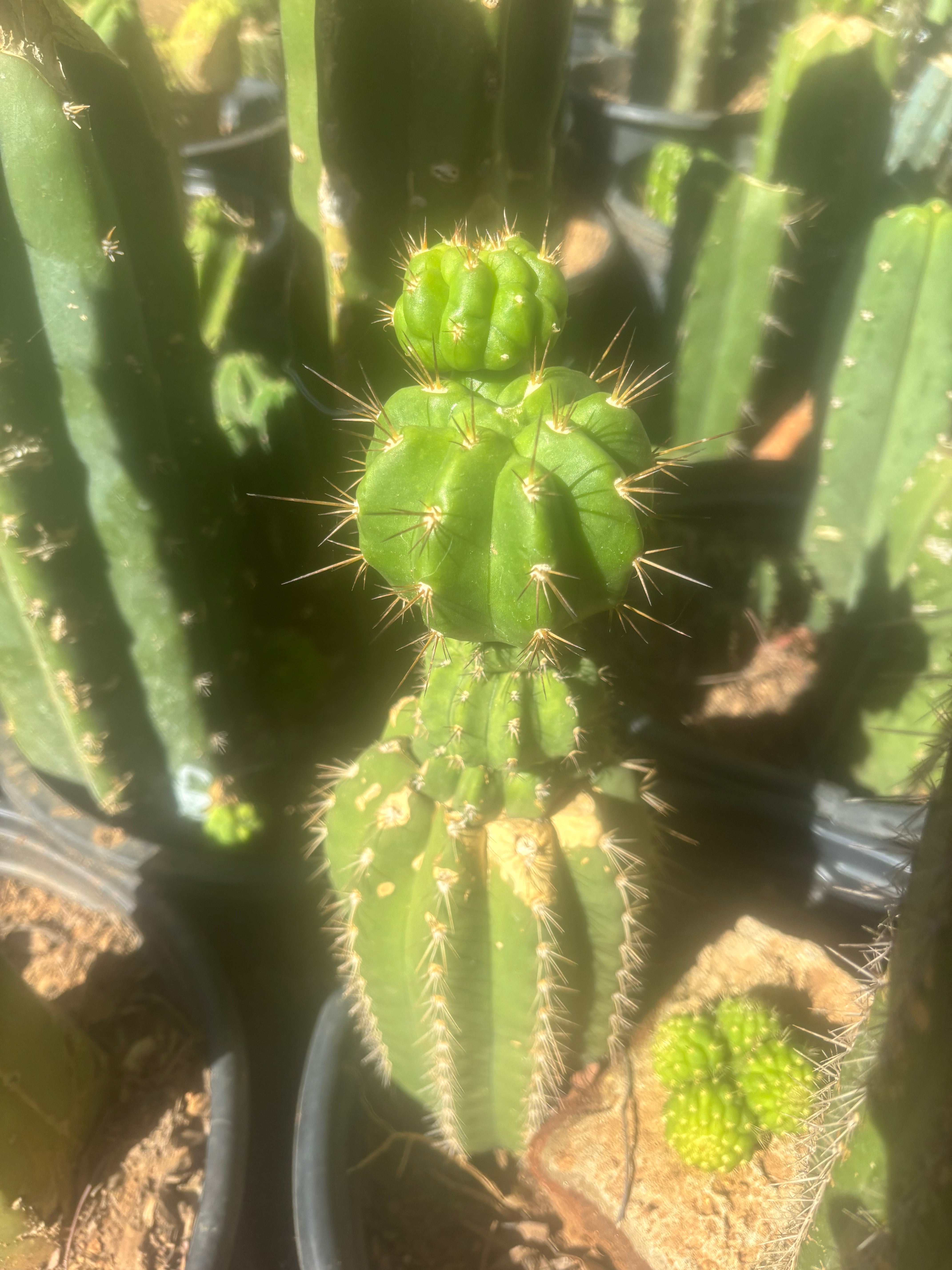 💎👑💎 Tetris — Pup Graft on Rooted 14” PC