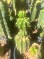 💎👑💎 Tetris — Pup Graft on Rooted 14” PC