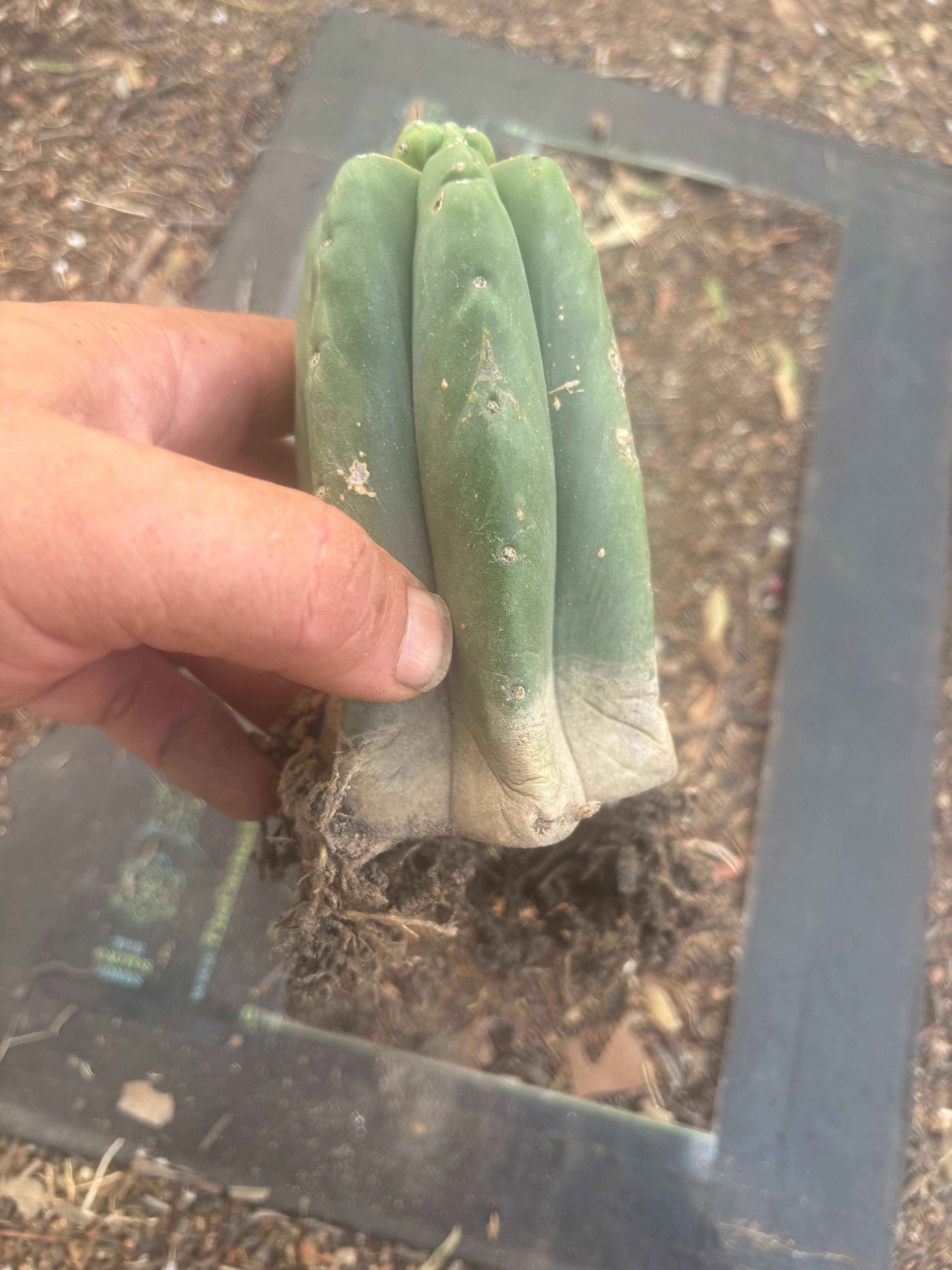 👑💎🌶️  CSD — Another Pup Graft on Rooted Pierre