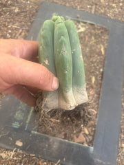 👑💎🌶️  CSD — Another Pup Graft on Rooted Pierre