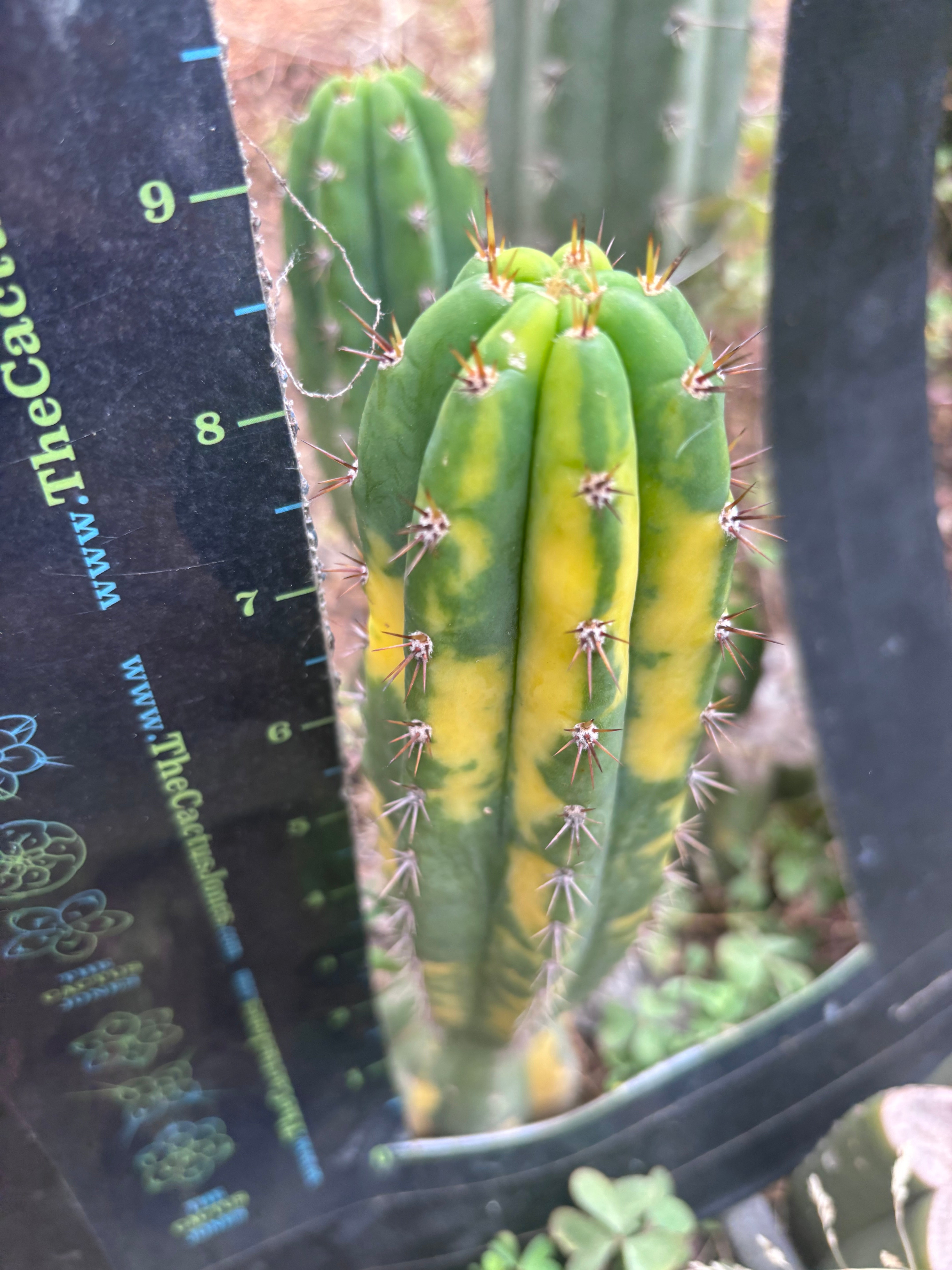💎 Vari Pachanoi — 8” Tip