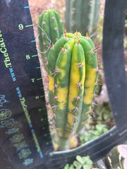 💎 Vari Pachanoi — 8” Tip