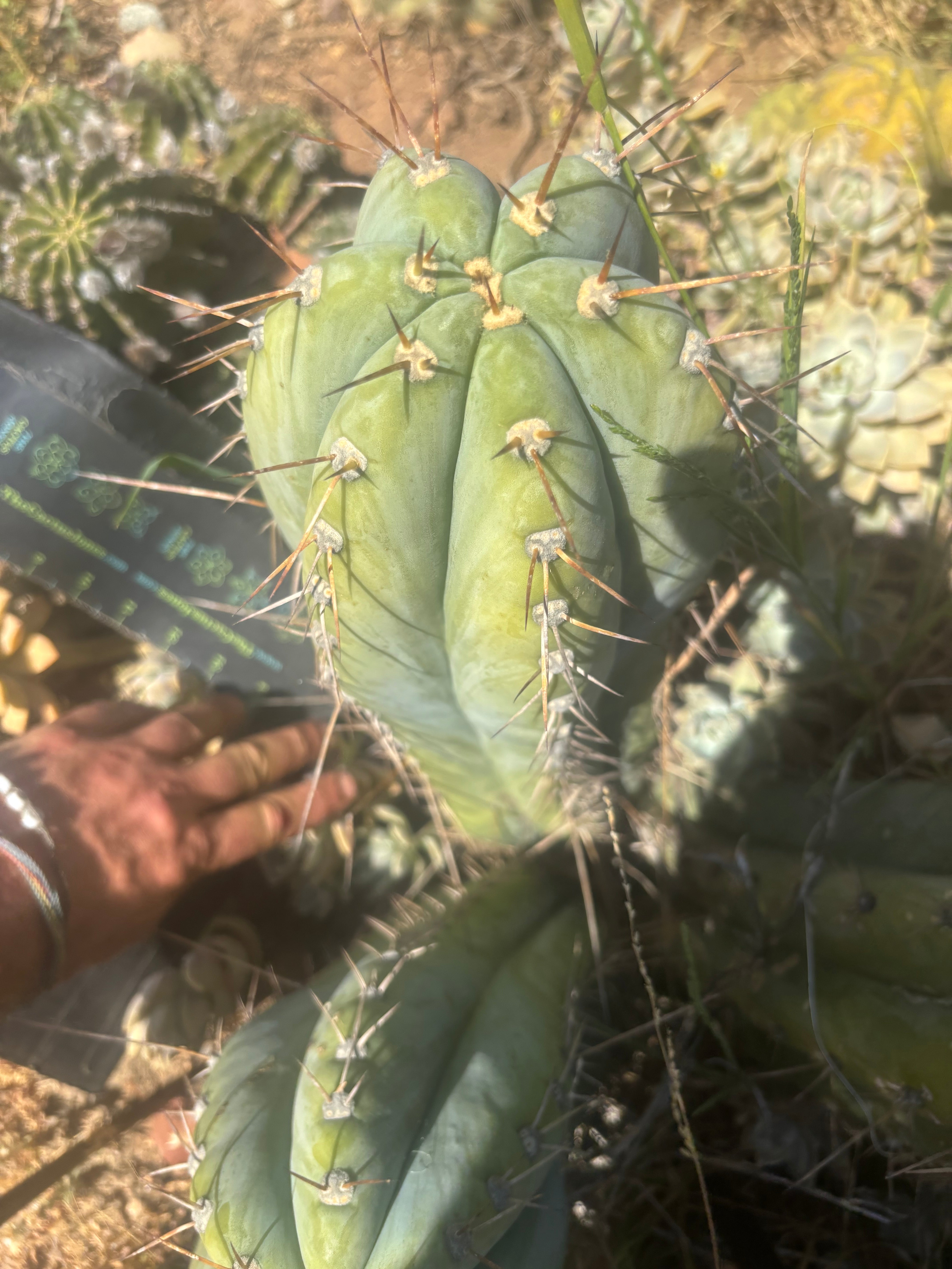 💎👑🌶️ CGG — Massive 16” Melon