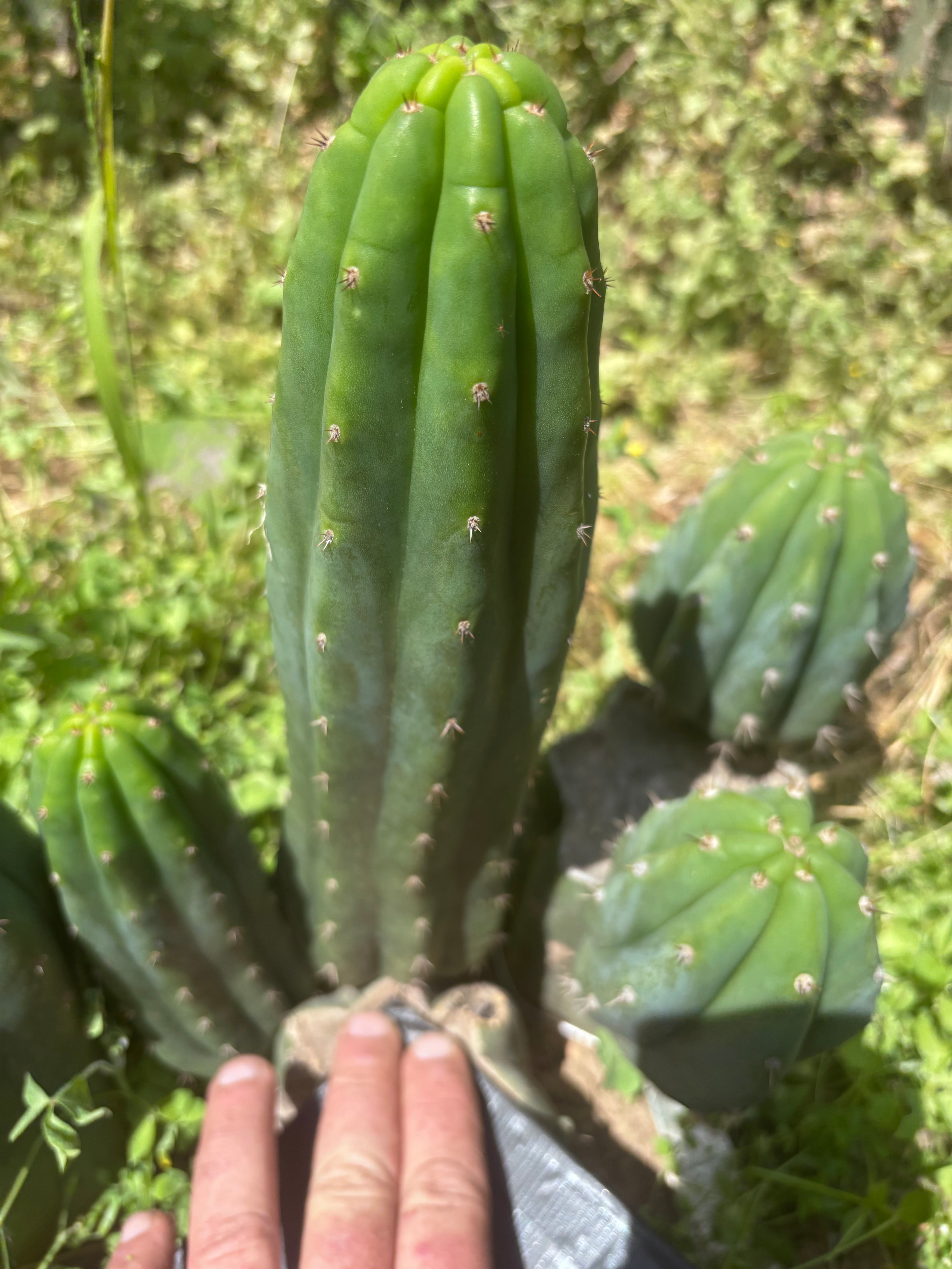 👑 Pomo Largo — 11” Pup