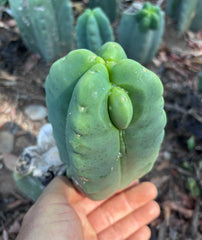 💎👑💎🌶️ Ferah — Chonky Fourwang Chub Muffin