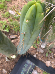 👑🌶️🌶️  Another Jiimz Twin 12” Pup