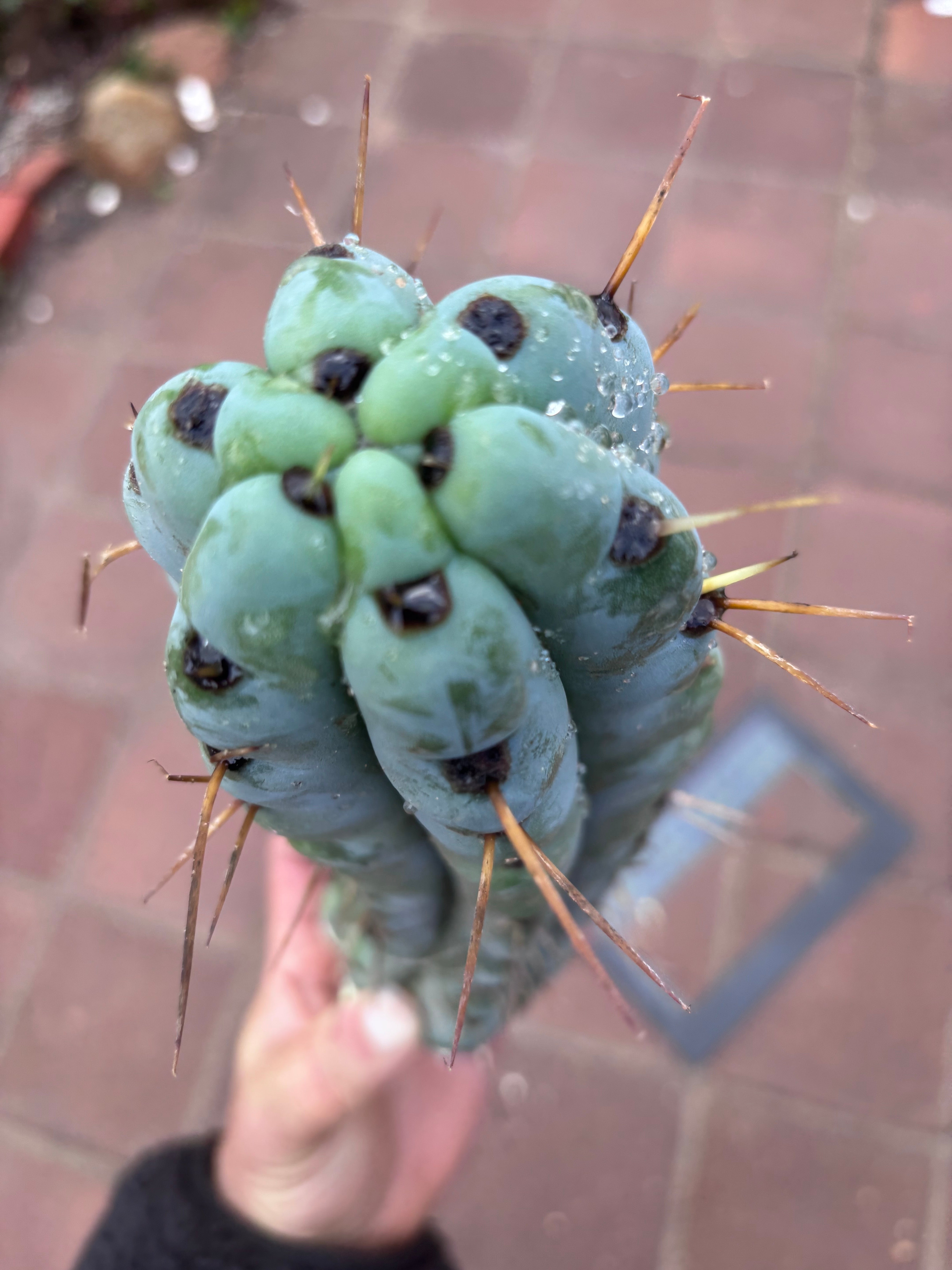 💎🌶️ Noid of the Moment — 12” Pup