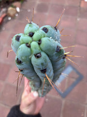 💎🌶️ Noid of the Moment — 12” Pup