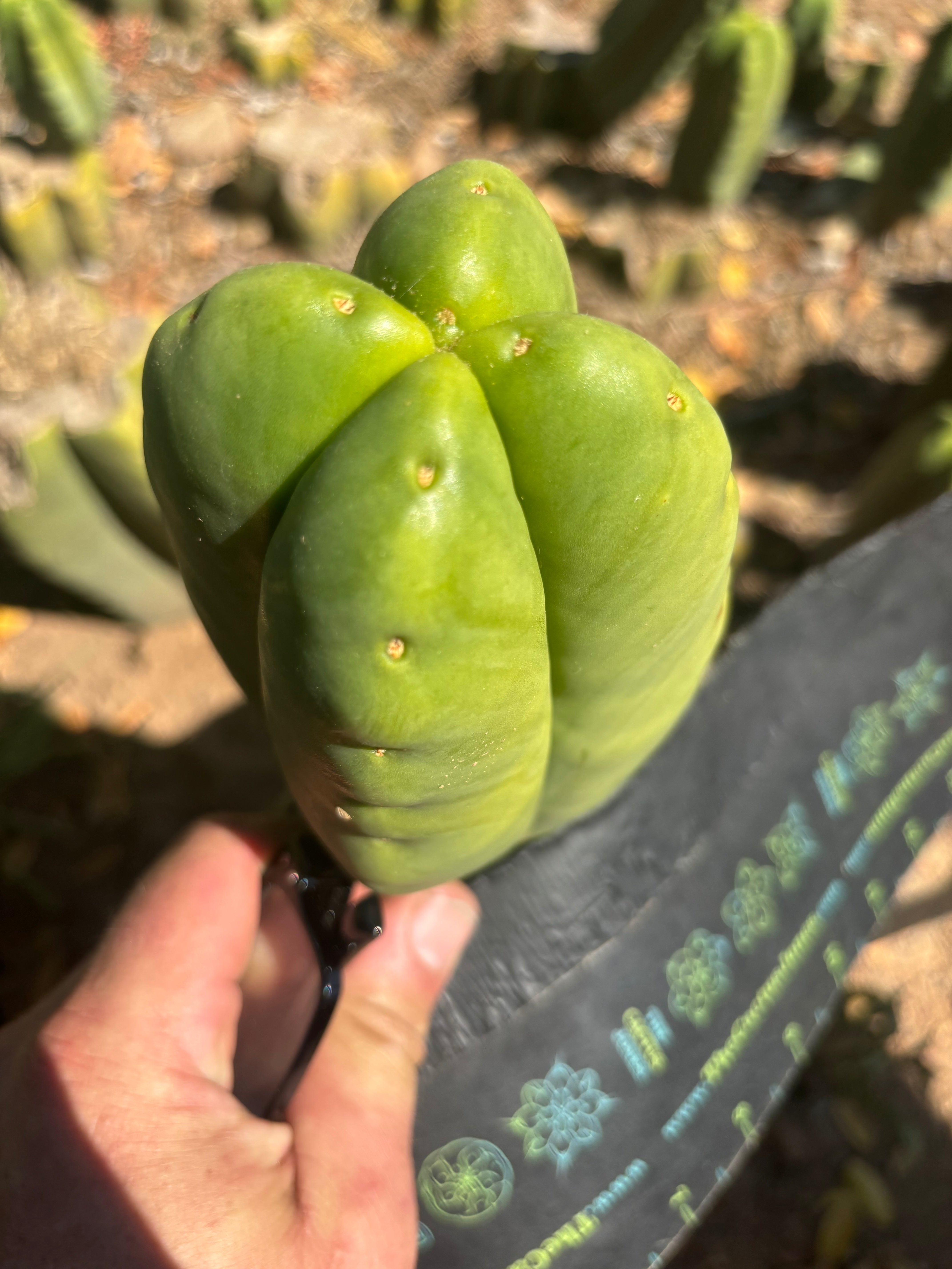 💎👑🌶️ Ferah — Fourwang Chub Muffin