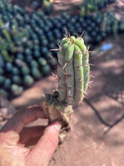 👑🌶️🌶️ Pala! — 9” Rooted