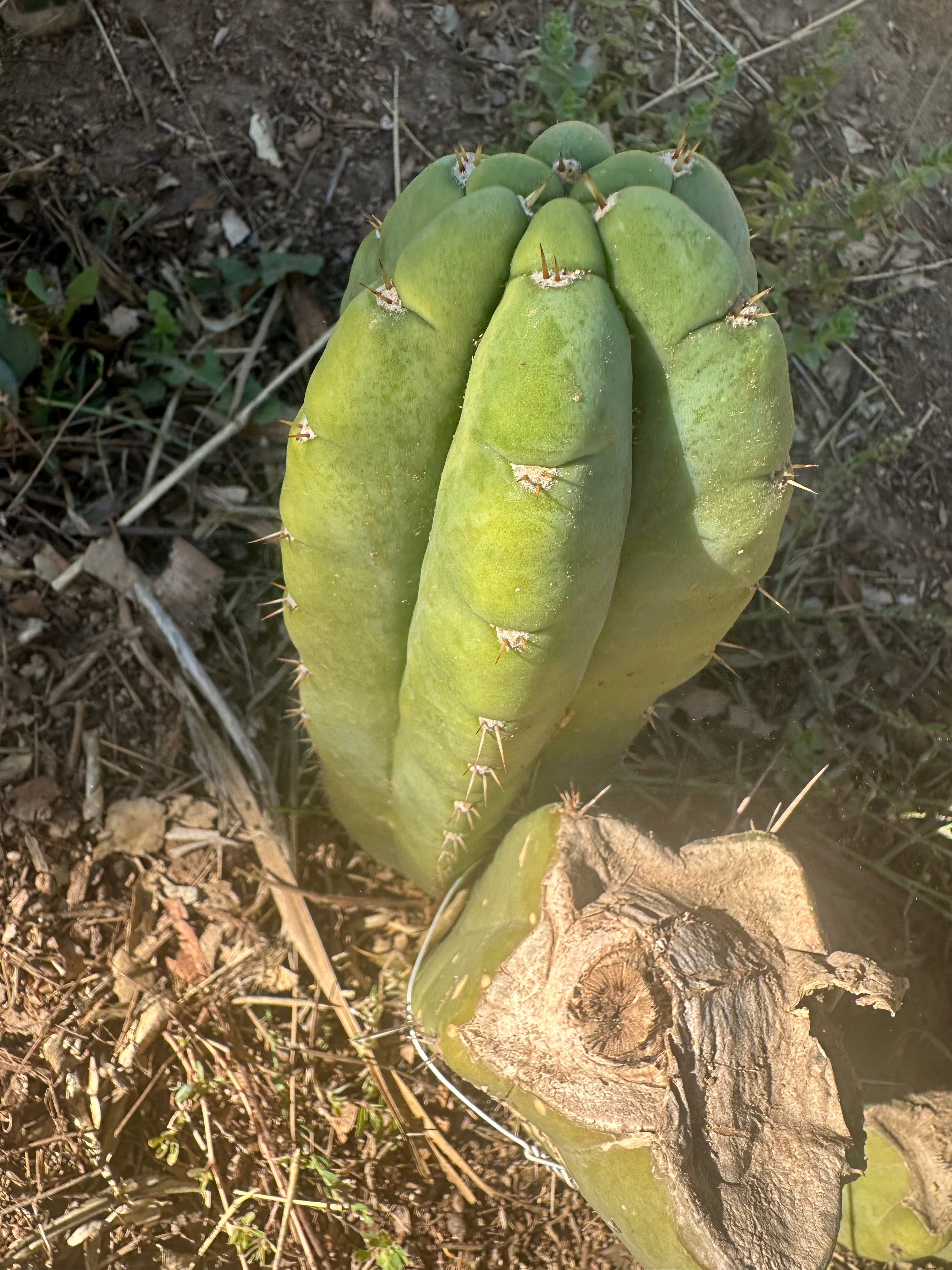 *👑🌶️ Bob’s Colossus—  Chonky 9” Pup