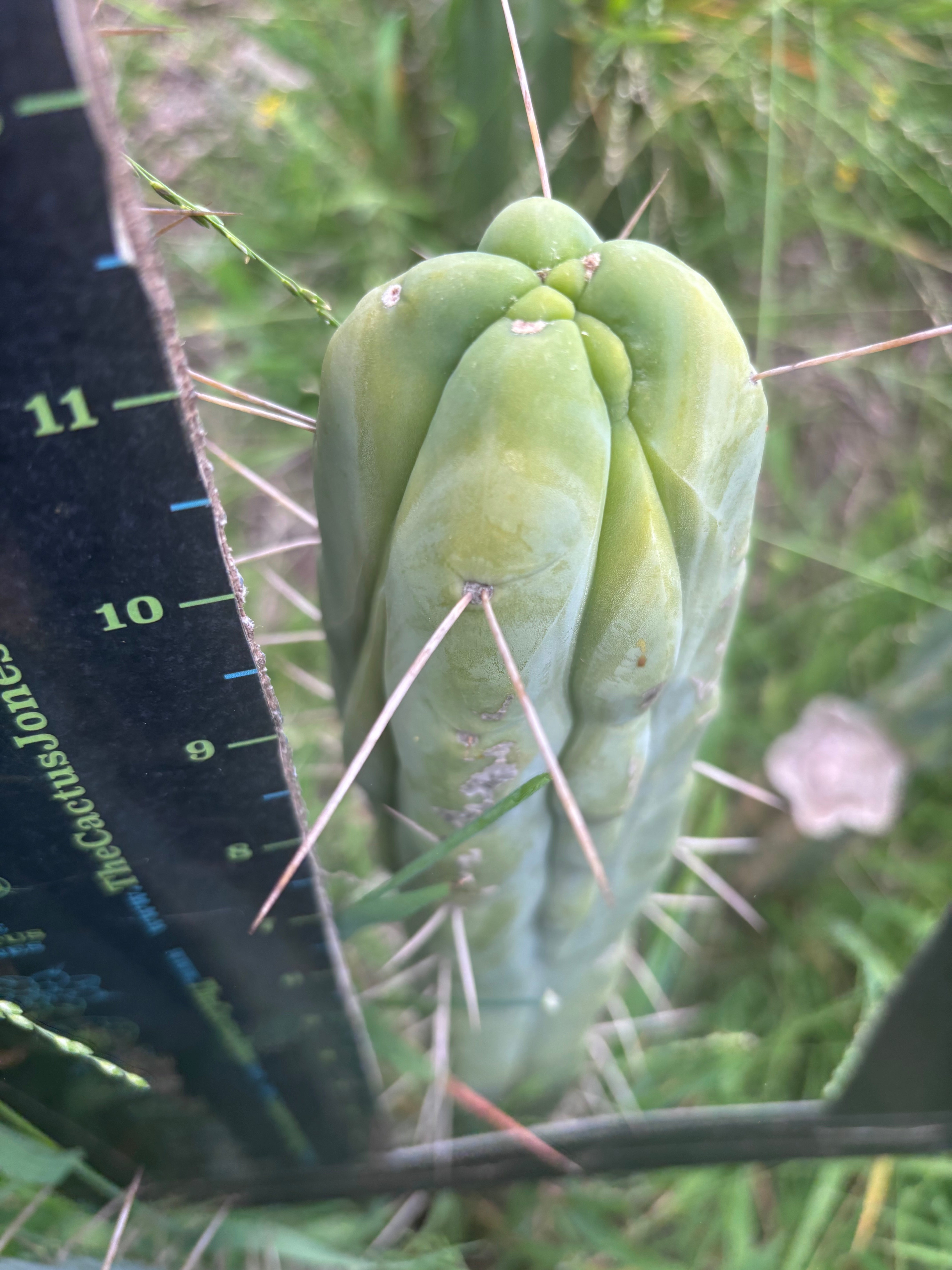 🌶️ Hammer Bridge — 12” FourWang Ribshifter