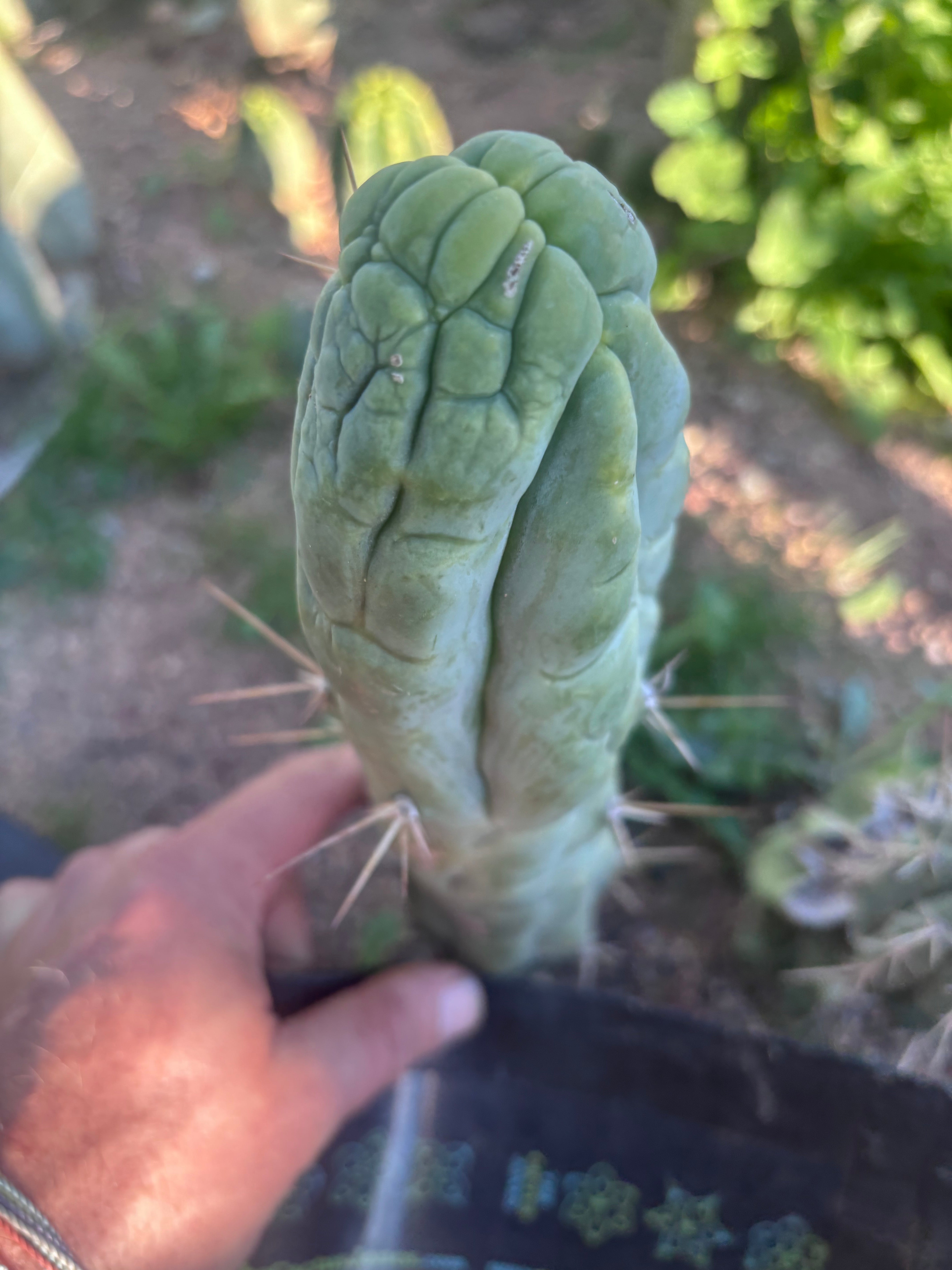 💎👑 Bruce’s Dragon — 8” Tip