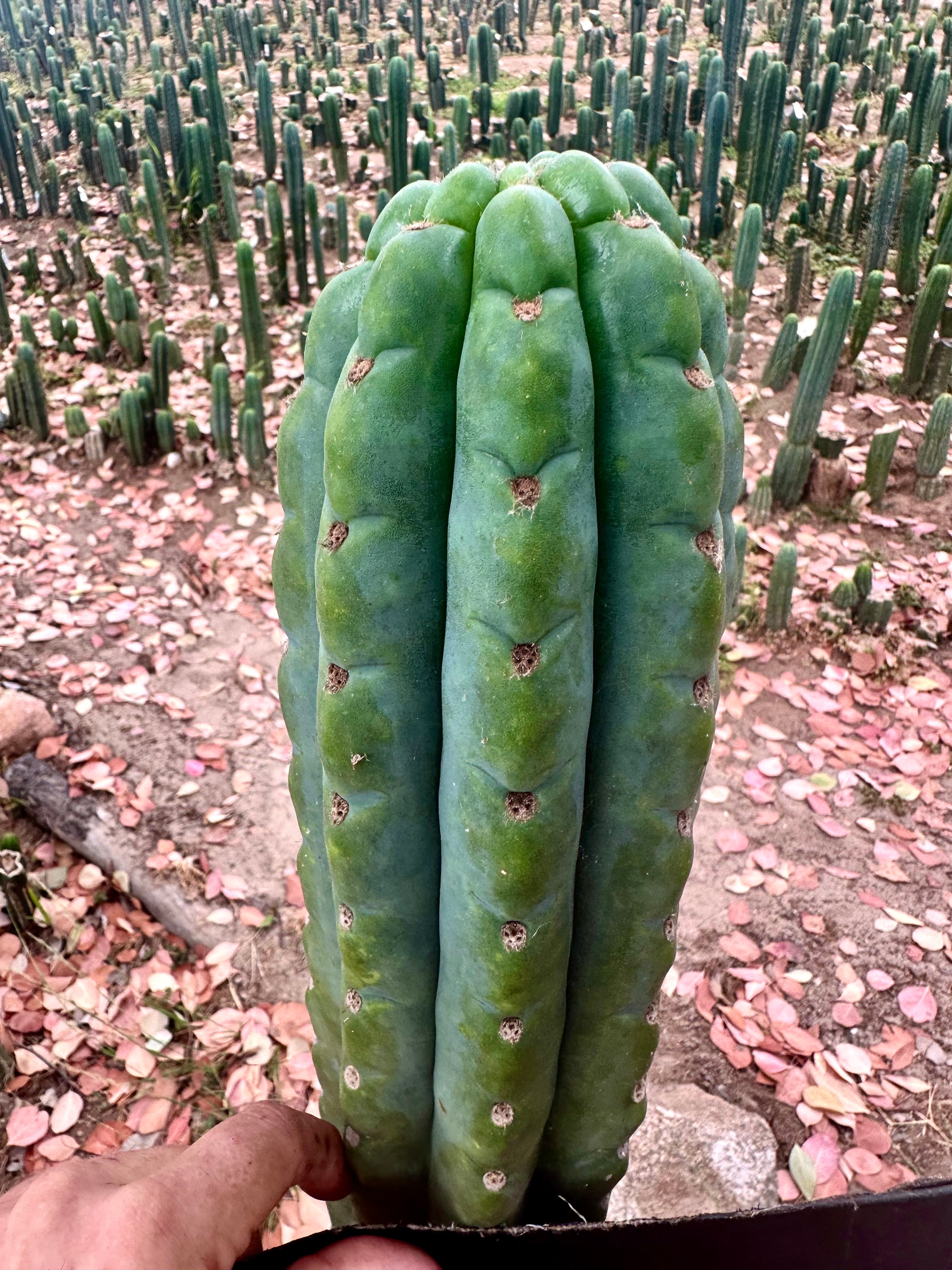 💎👑🌶️ Ichoca — 10” BEAST Tip