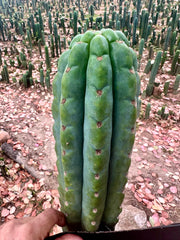 💎👑🌶️ Ichoca — 10” BEAST Tip