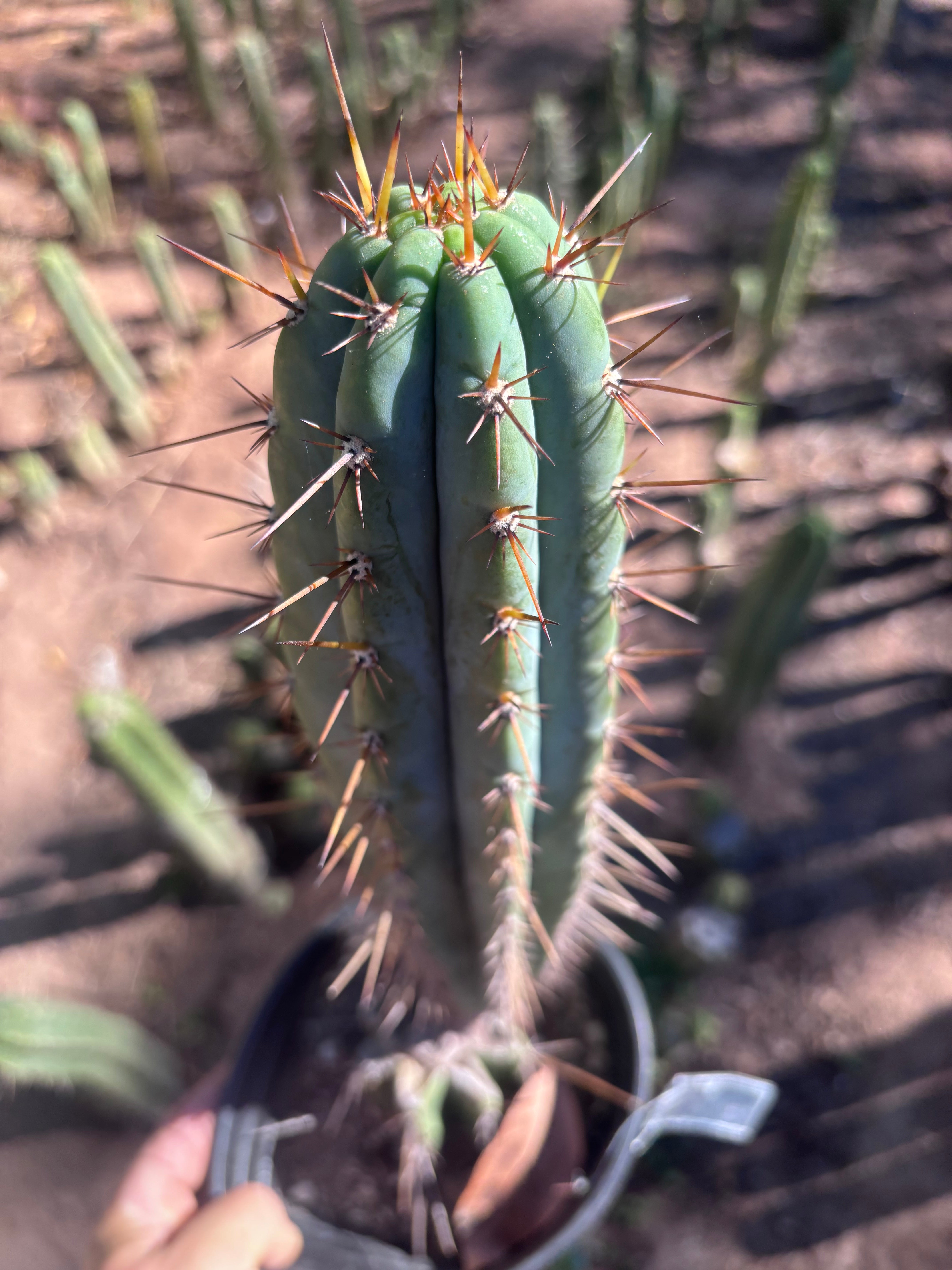 💎👑💎(🌶️ ) Tipz — Fully Rooted 16”