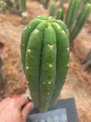 👑🌶️ Genesis — 11” Pup