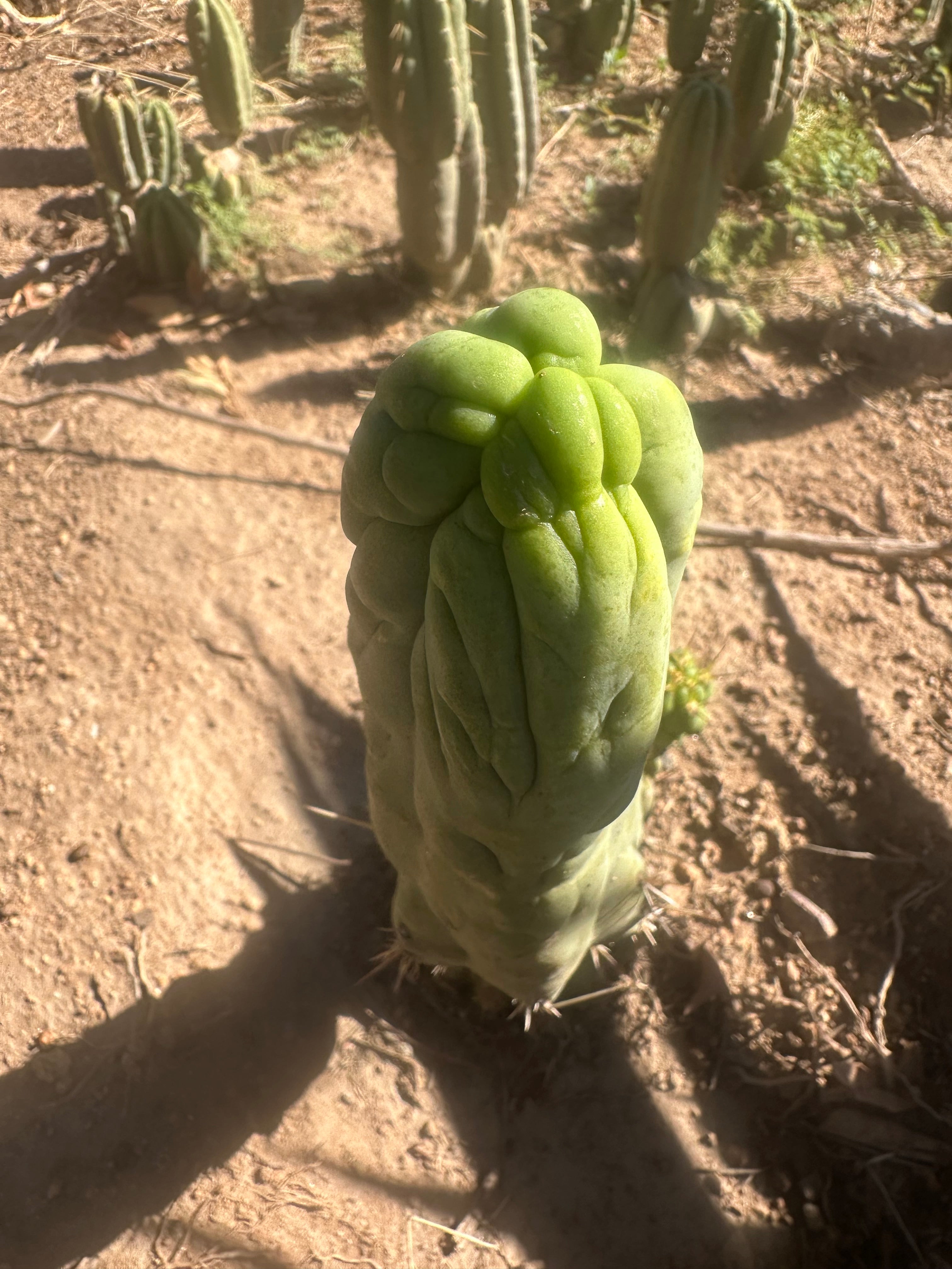 💎👑 Bruce’s Dragon — 8” Tip