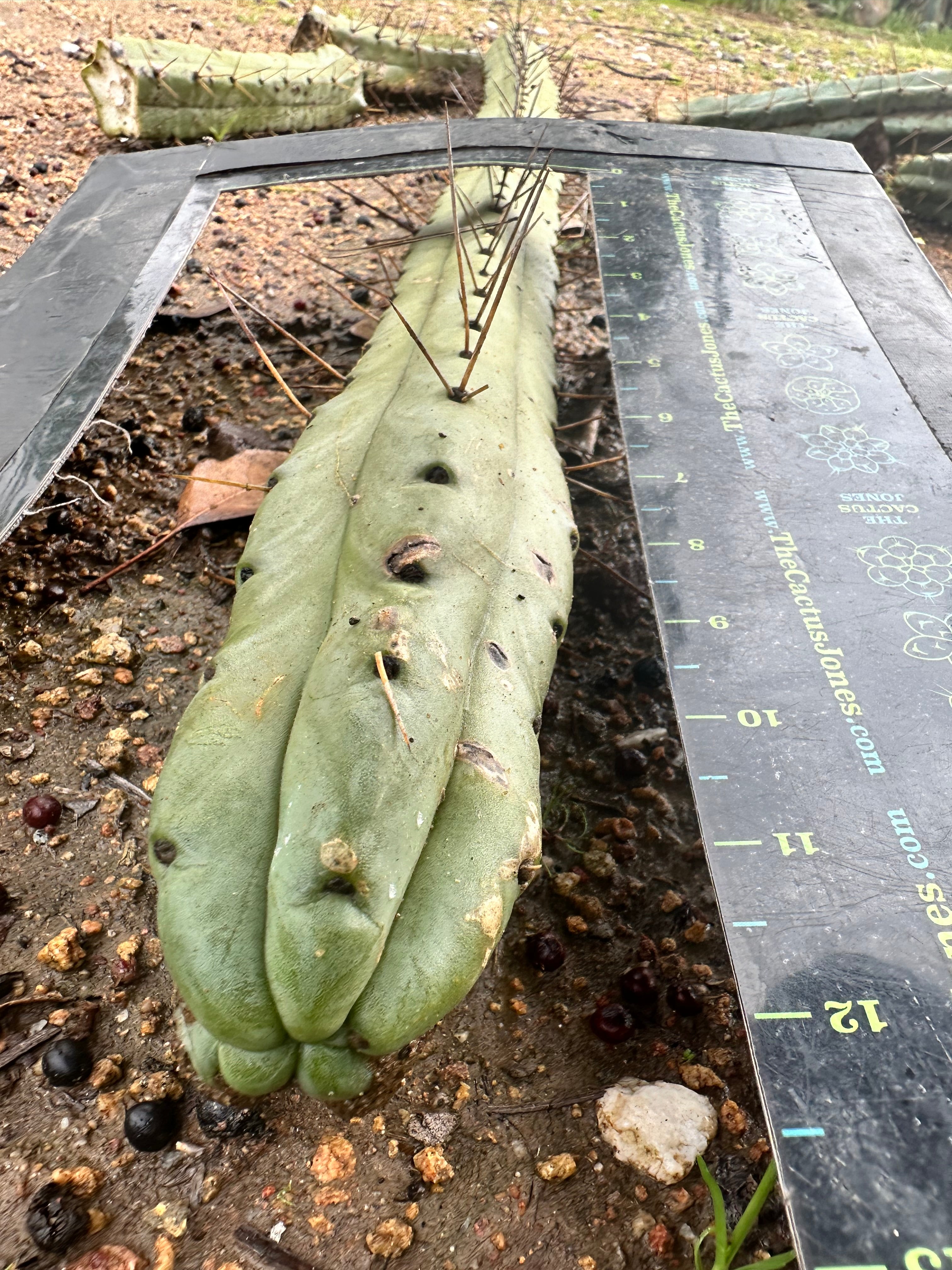 🌶️🌶️ Dulzura 12” MIDS