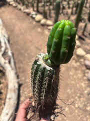 👑🌶️🌶️ KR04 — Whole Rooted Graft