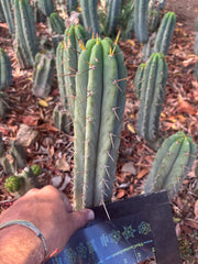 👑🌶️🌶️ Pala — Another 9” Tip