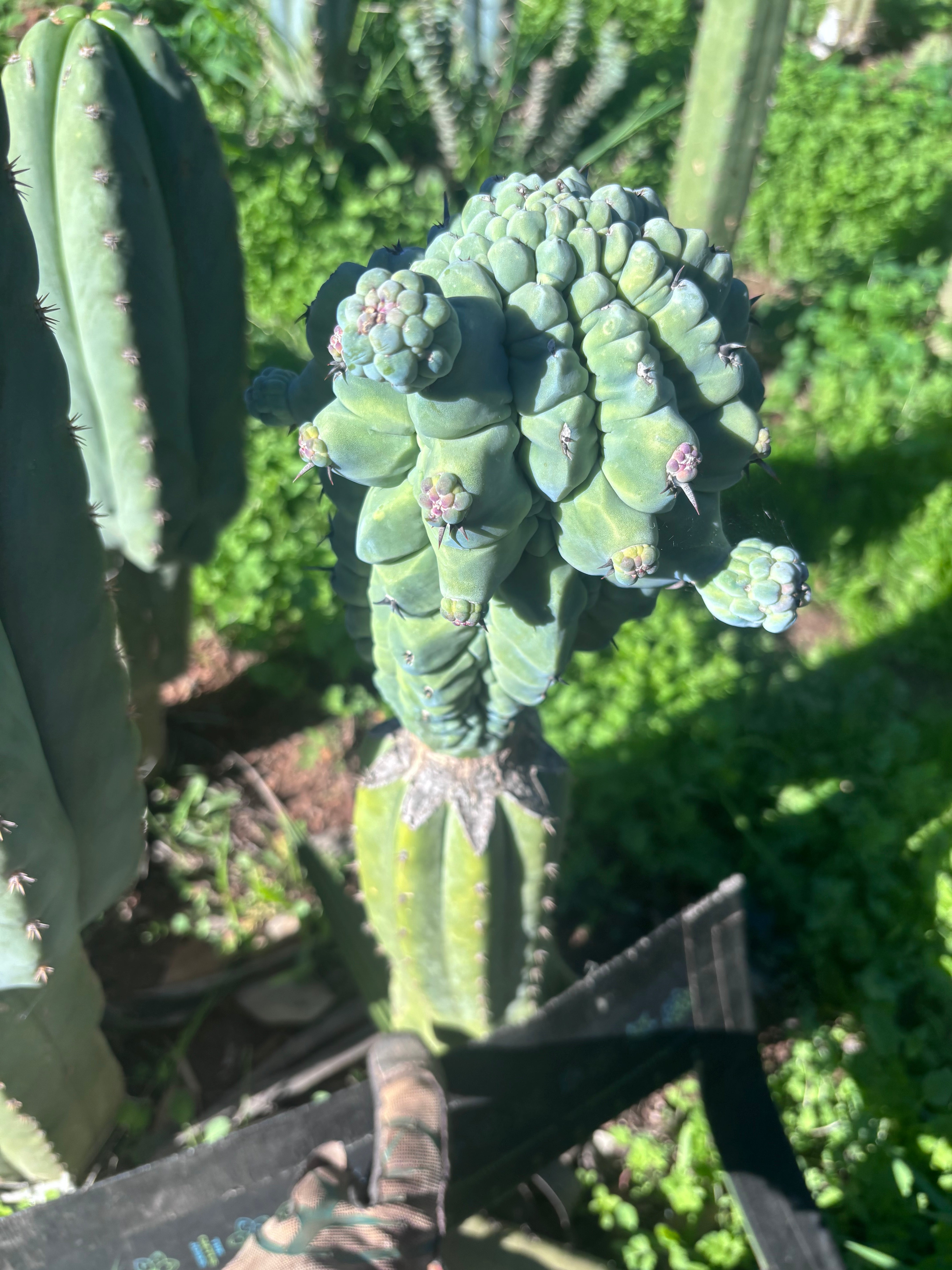 💎👑💎 Glorp — XL Pupsplosion Graft