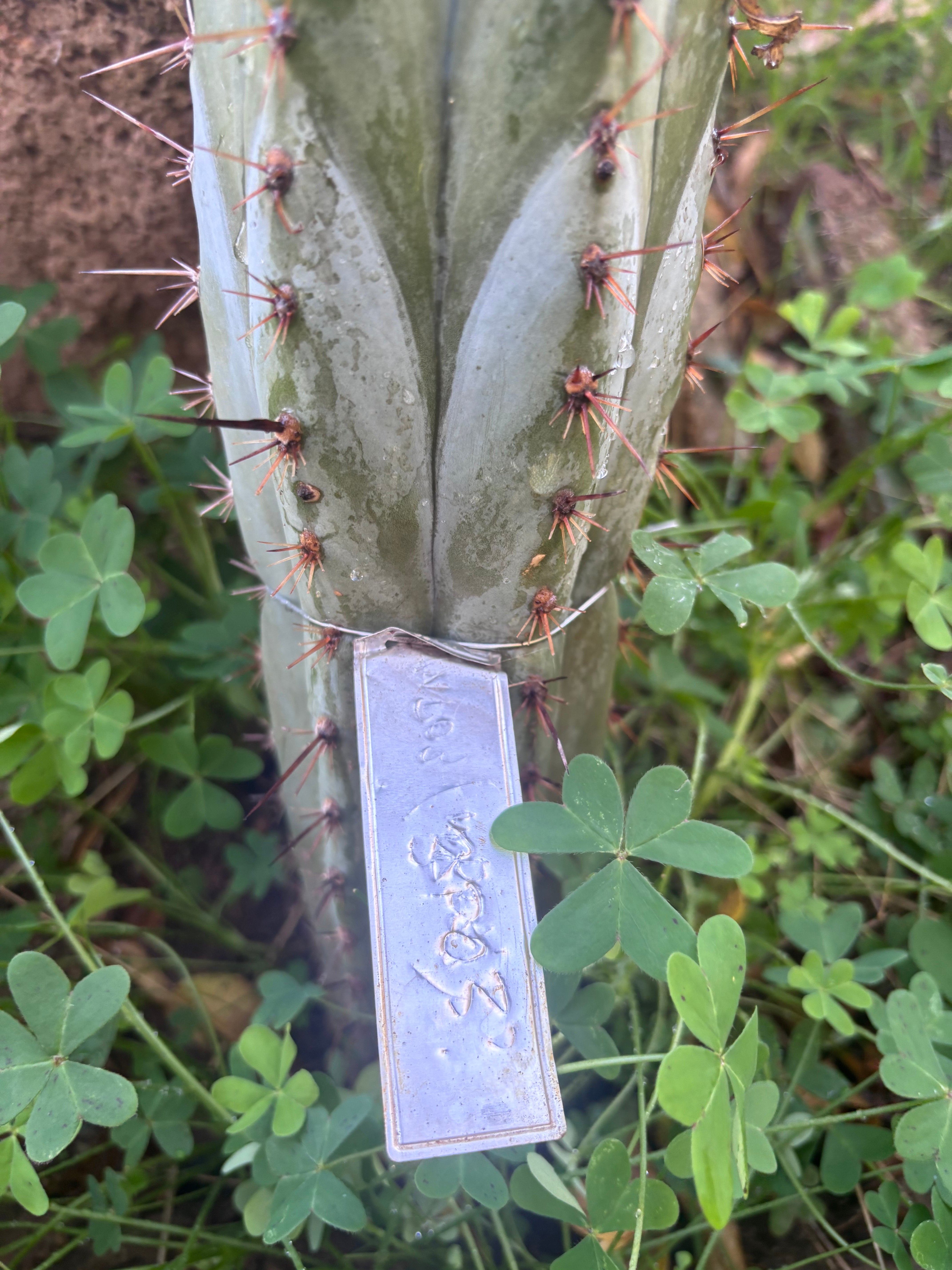 👑💎 BP03 “Pink Elephant” — 9” Tip