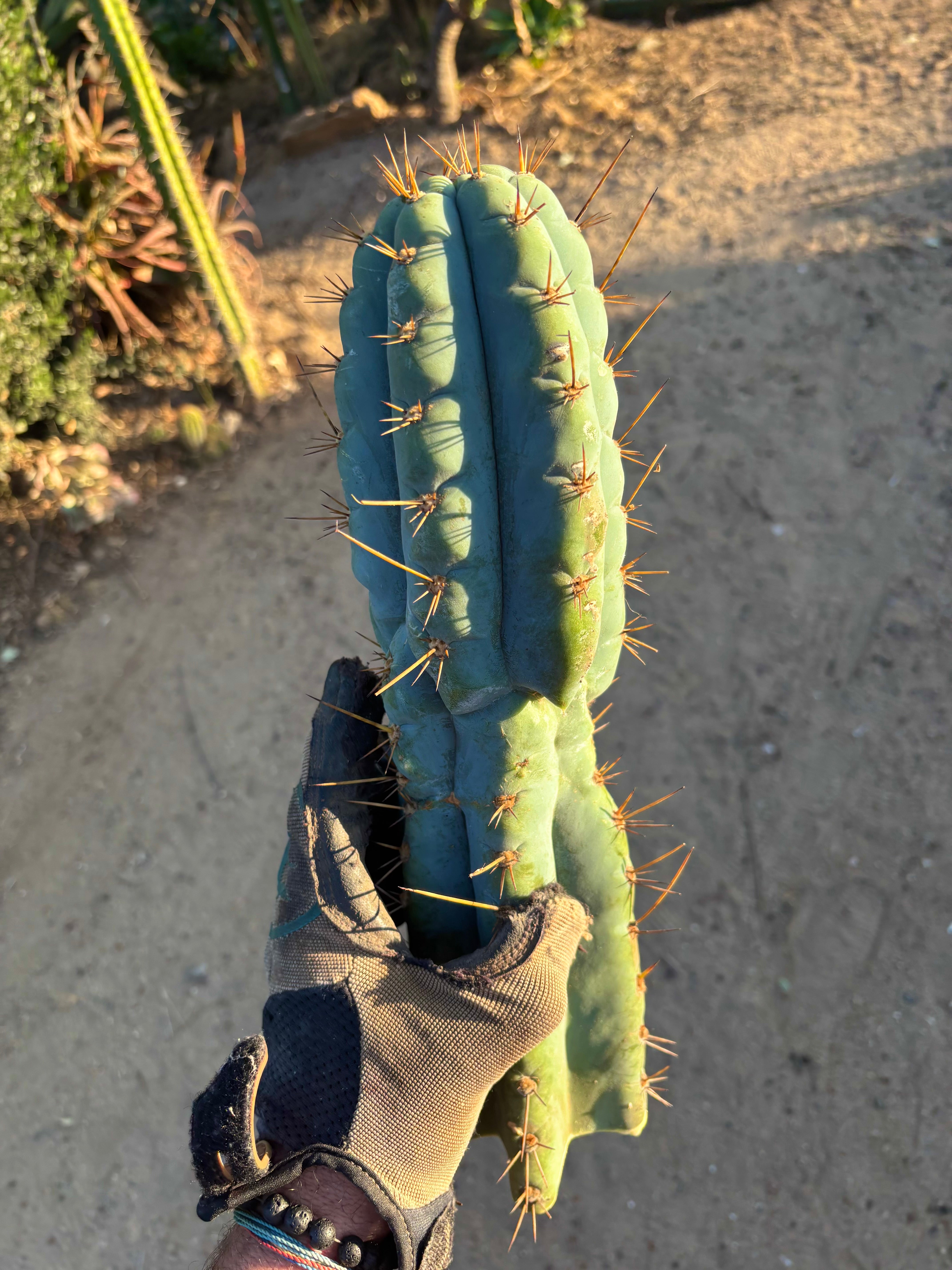 💎👑💎 Papa Smurf — XL 14” Tip