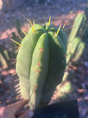 👑🌶️ Malo4 (F2)  — Fat 10” Tip