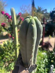 👑💎🌶️🌶️ Eileen — 15” Mega Tips