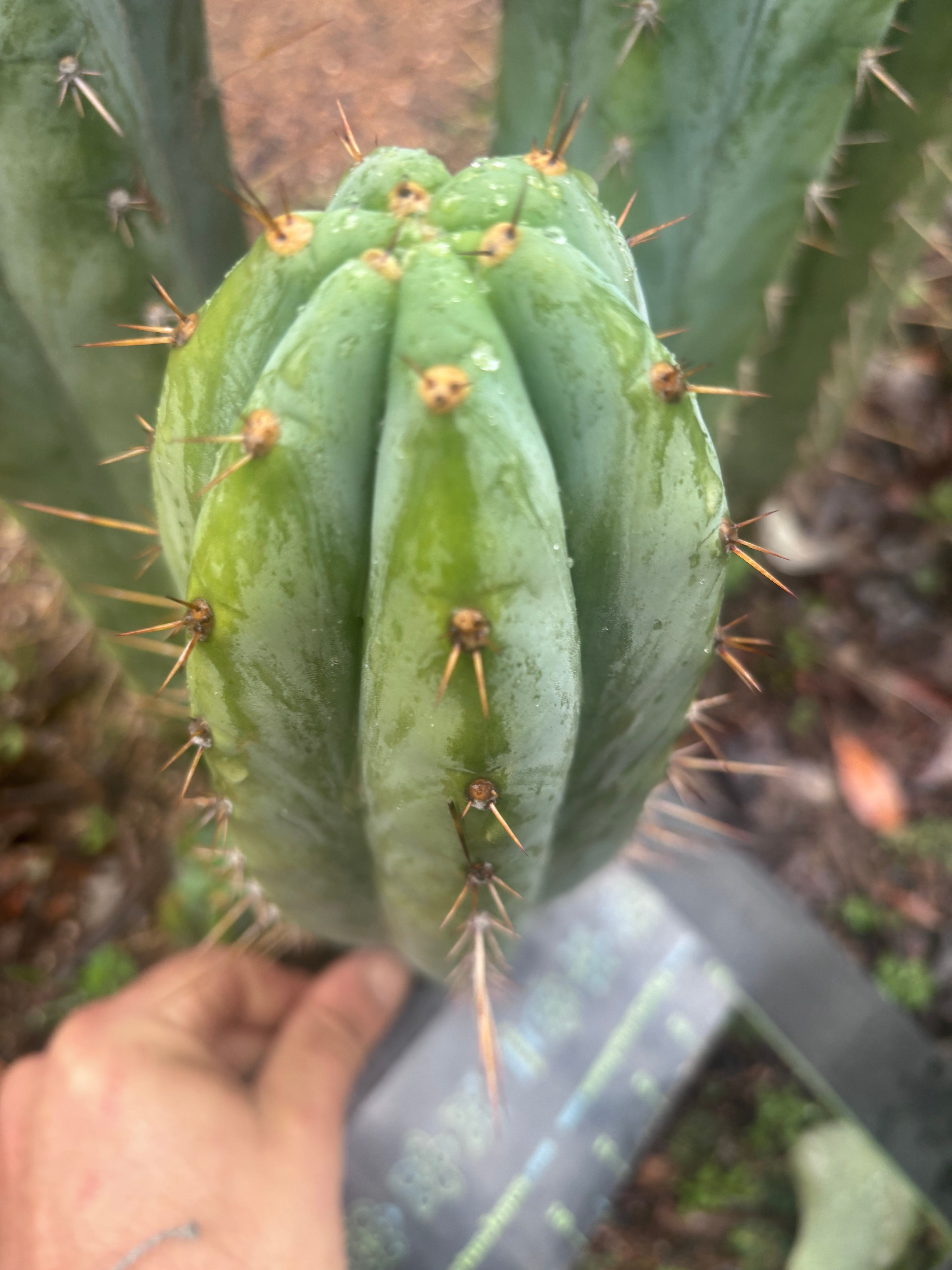 👑🌶️ Kimnach — Beefy 10” Tip