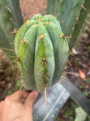 👑🌶️ Kimnach — Beefy 10” Tip