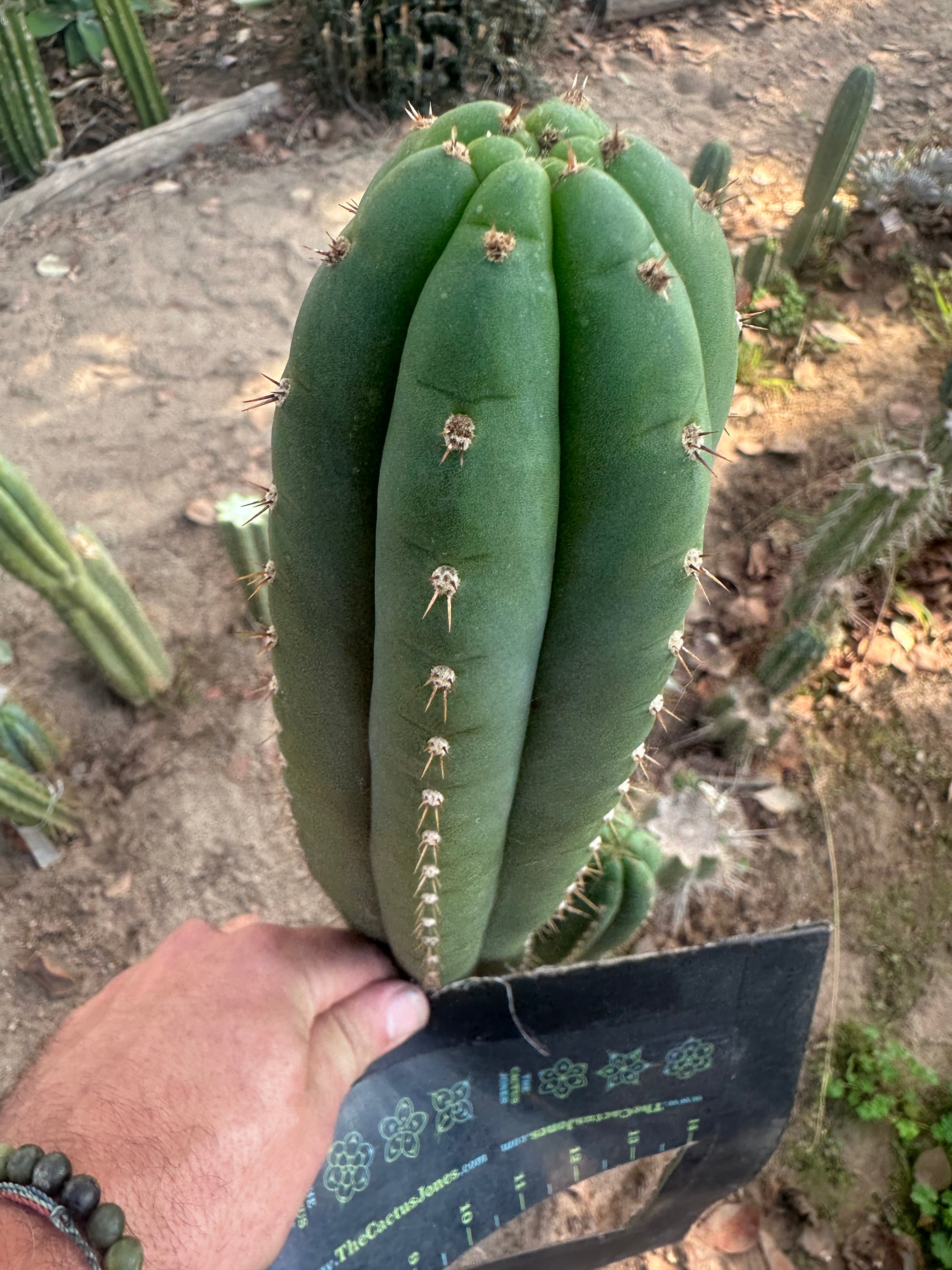 👑🌶️ KK339 — 10” Tips (3)