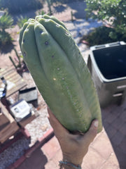 👑💎🌶️ The 2nd Fattest Soozy Tip I’ve Ever Listed