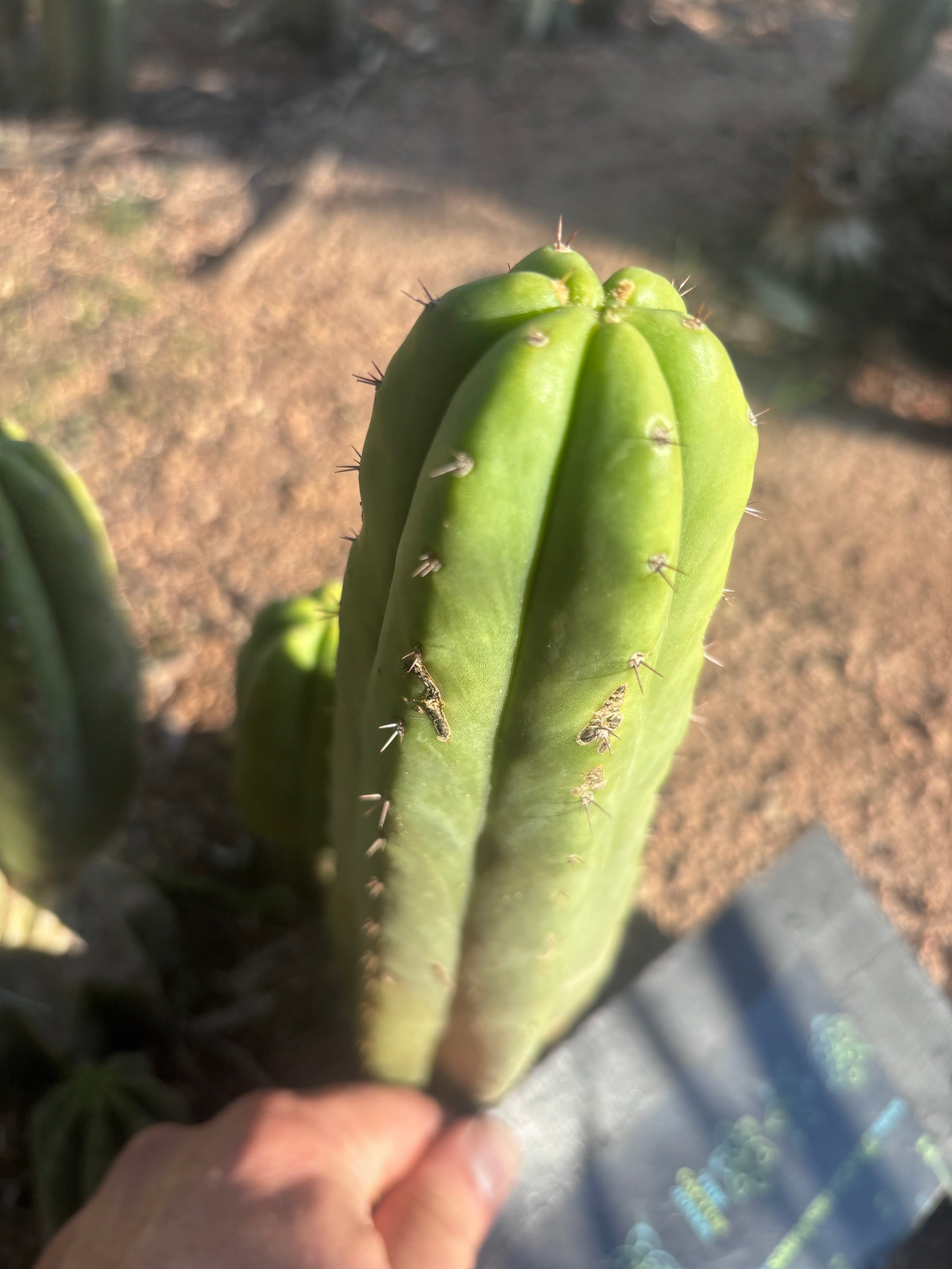 💎👑 JN07 “El Negro” — 8” Tip