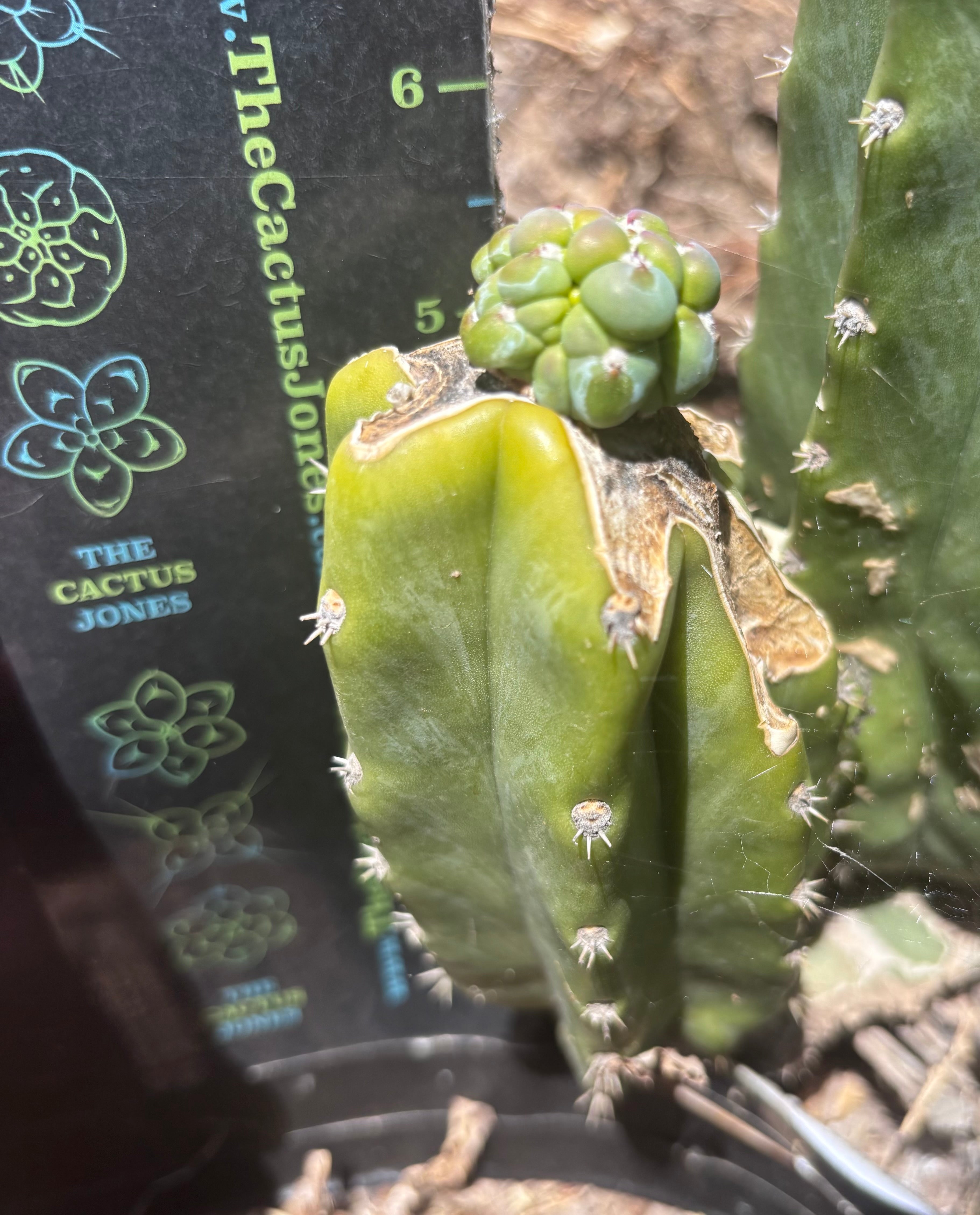 👑💎 The Weekly Glorp Graft