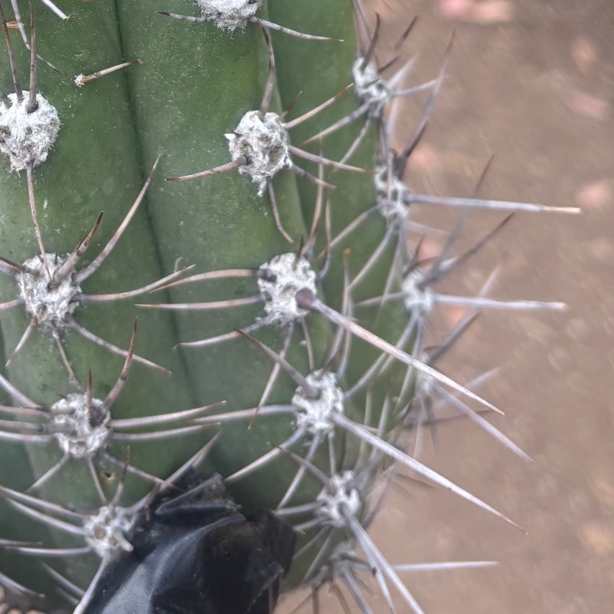 💎⚔️ Taquimbalensis — FAT 10” Pup