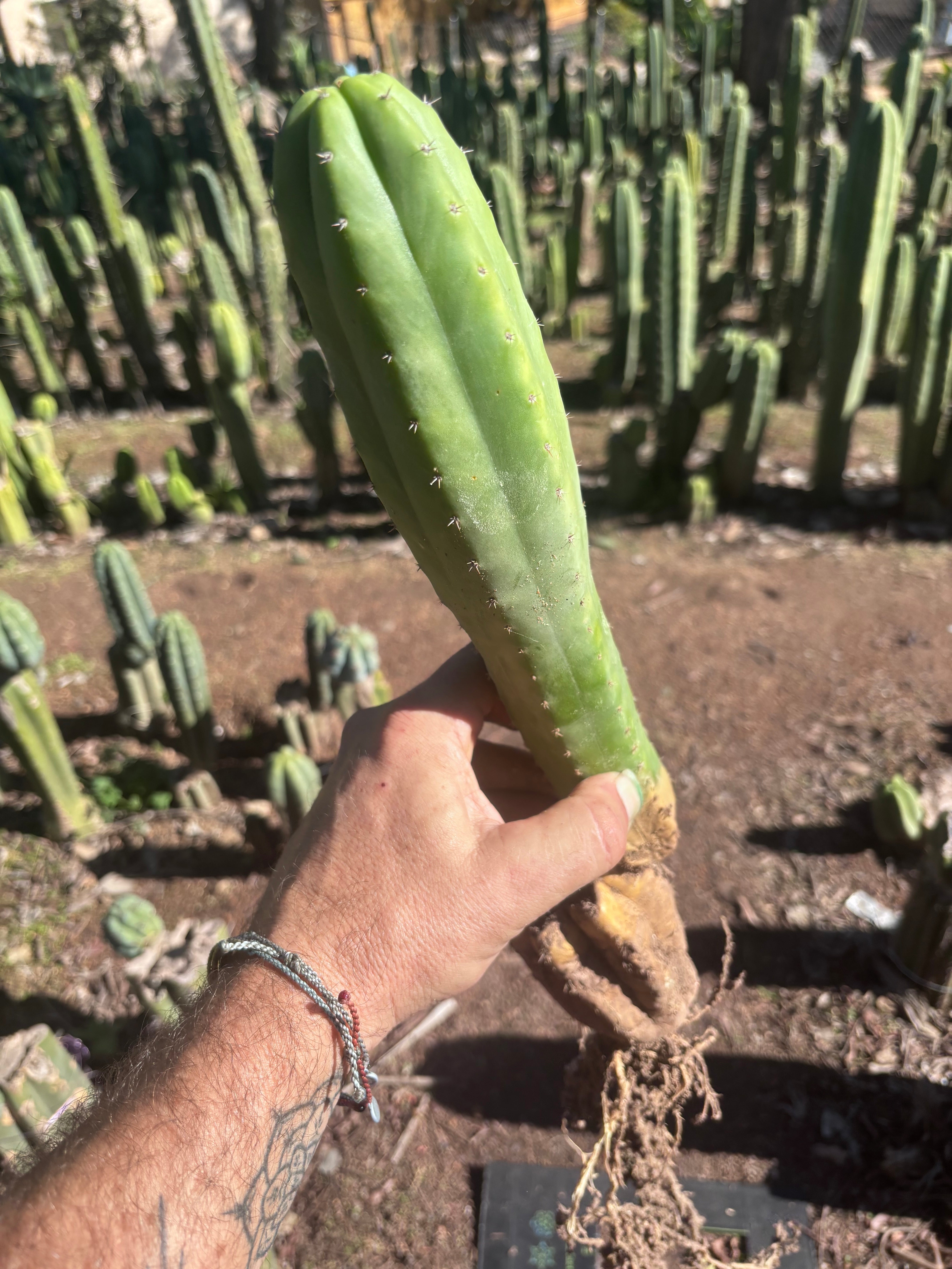 👑🌶️ Ecuadorian Pach — Rooted 15”