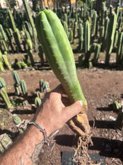 👑🌶️ Ecuadorian Pach — Rooted 15”