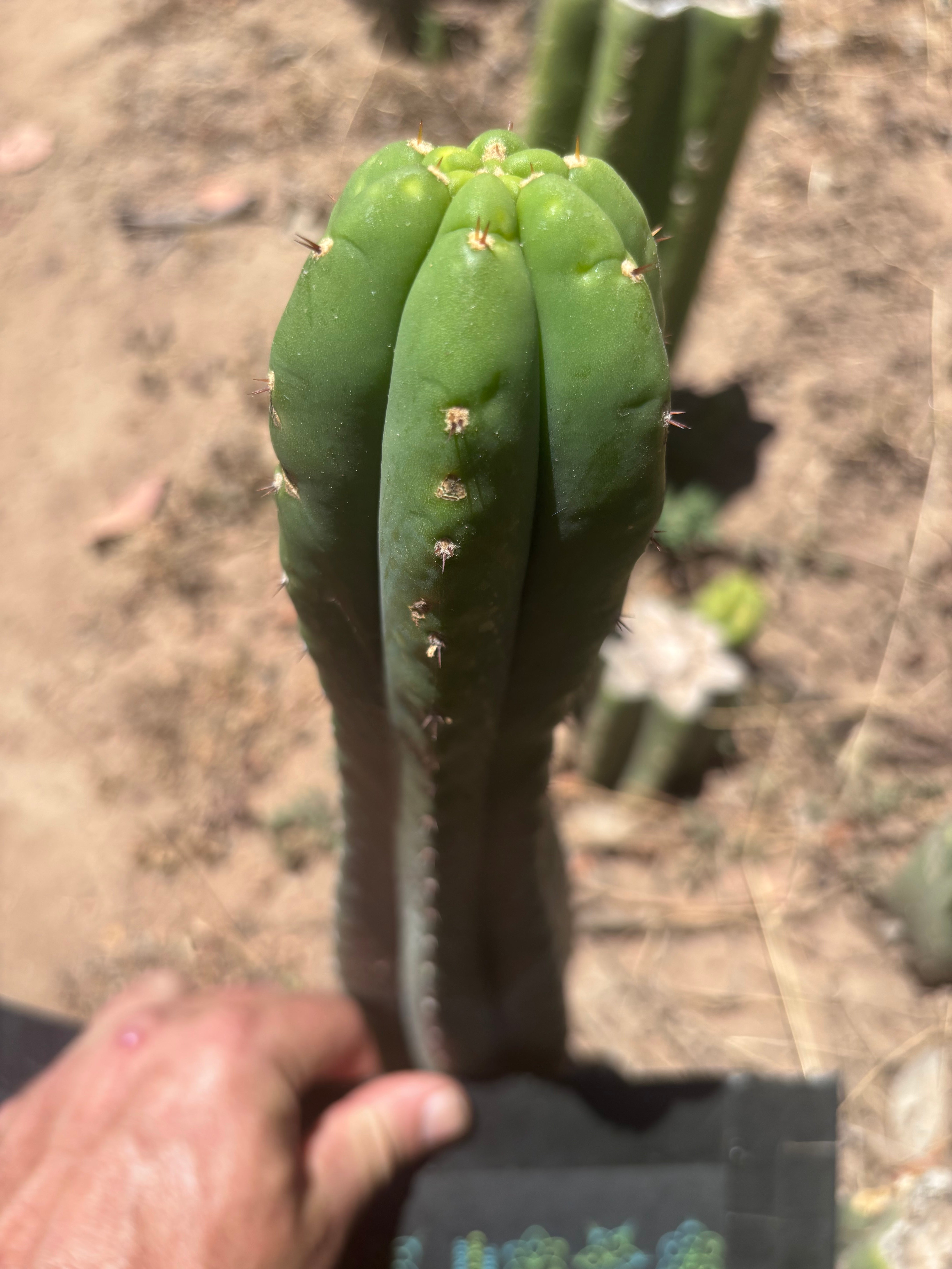 👑🌶️ Soozy — 10.5” Tip