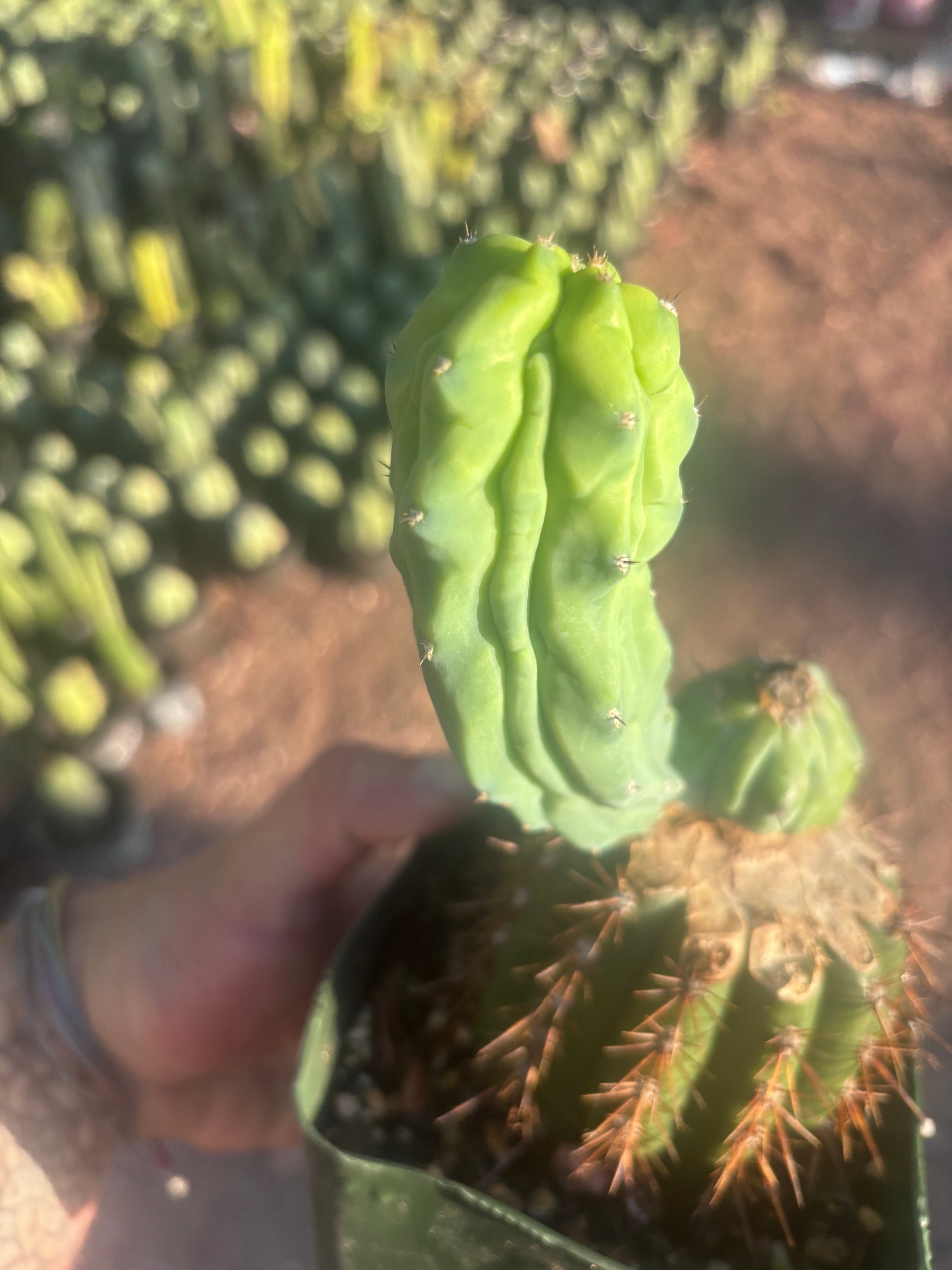 👑💎 Grecas — Rooted Butt Graft with Pup