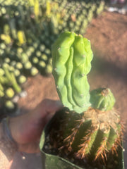 👑💎 Grecas — Rooted Butt Graft with Pup